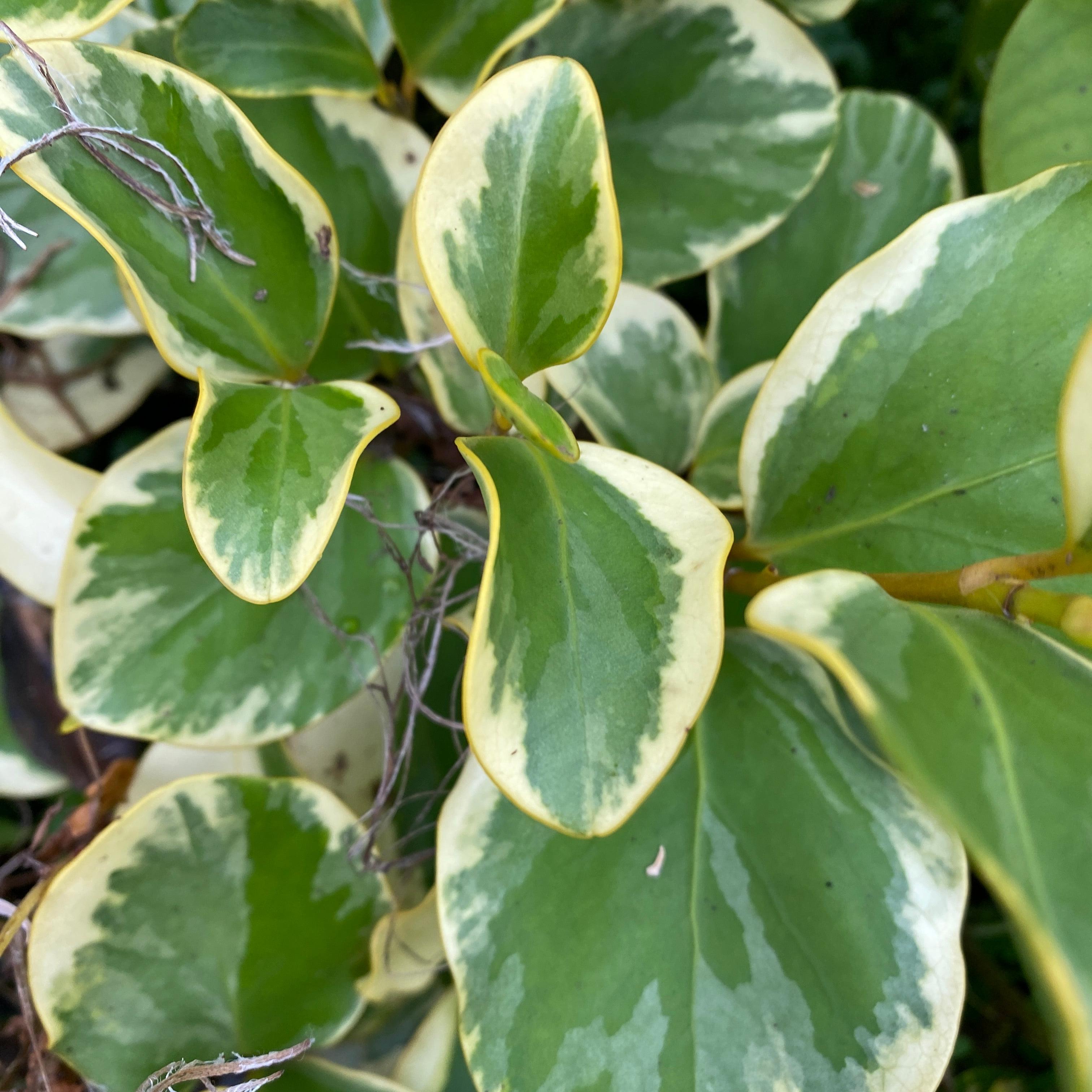 Griselinia littoralis Variegata