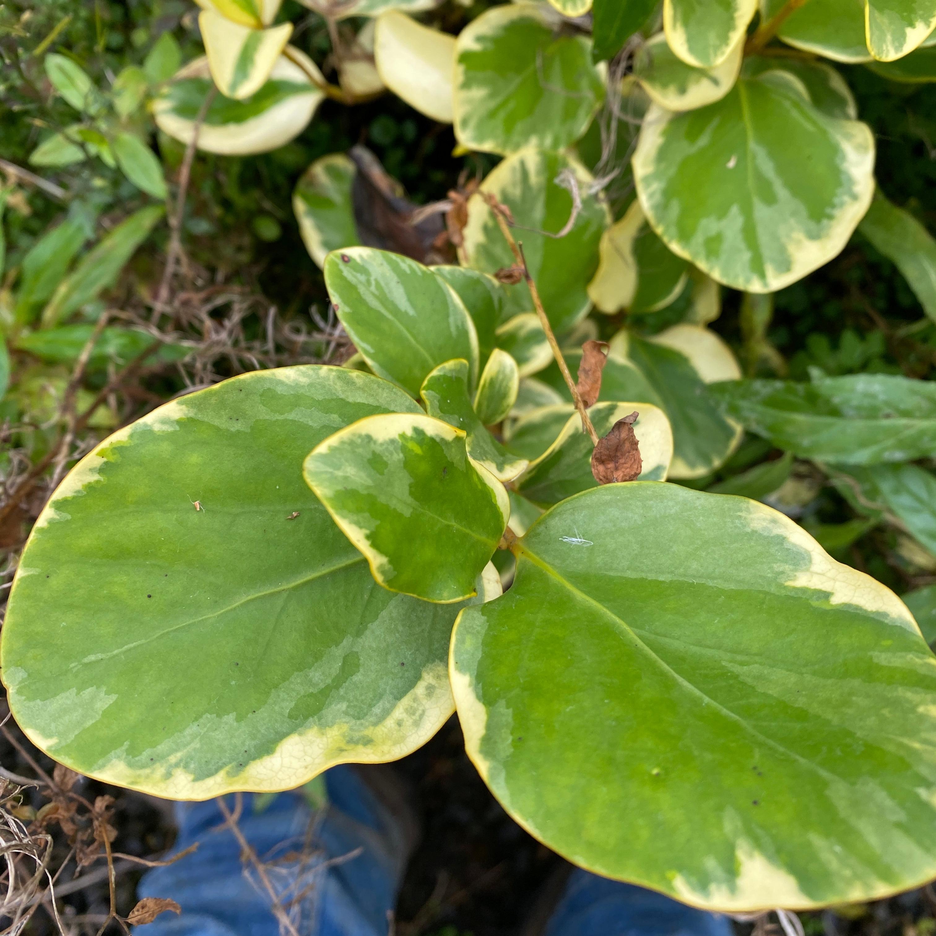 Griselinia littoralis Variegata
