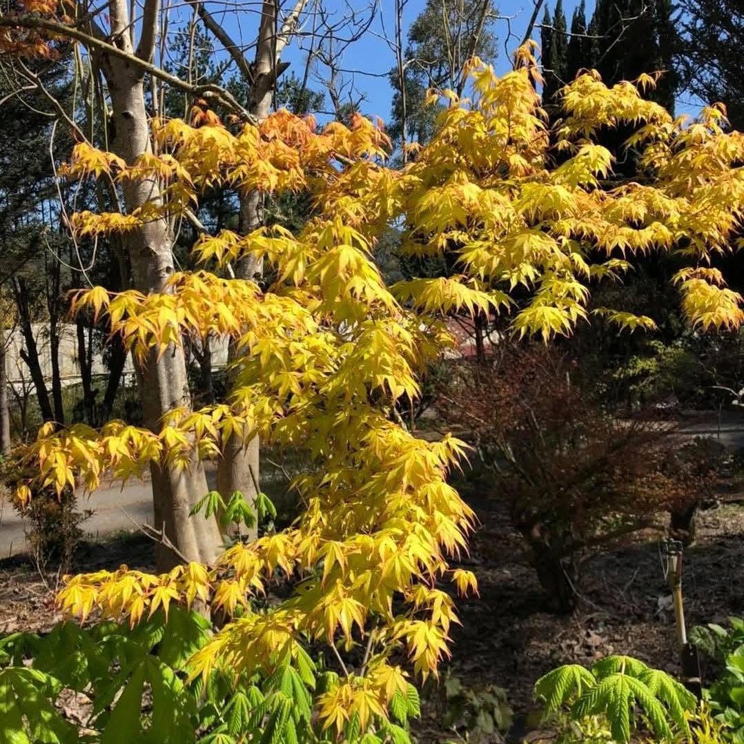 Acer palmatum Katsura
