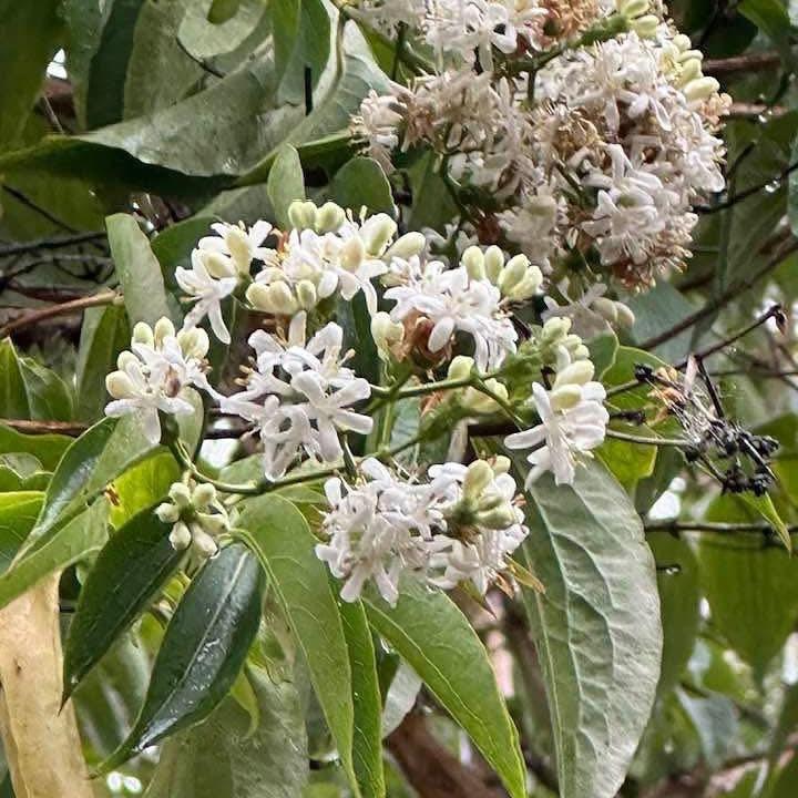 Heptacodium miconioides