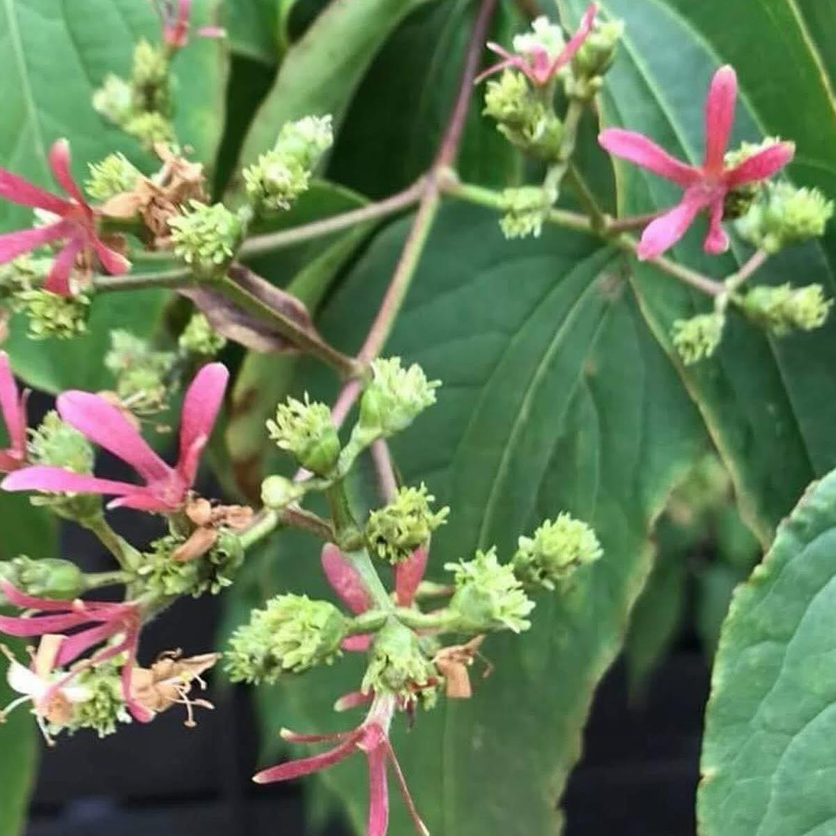 Heptacodium miconioides