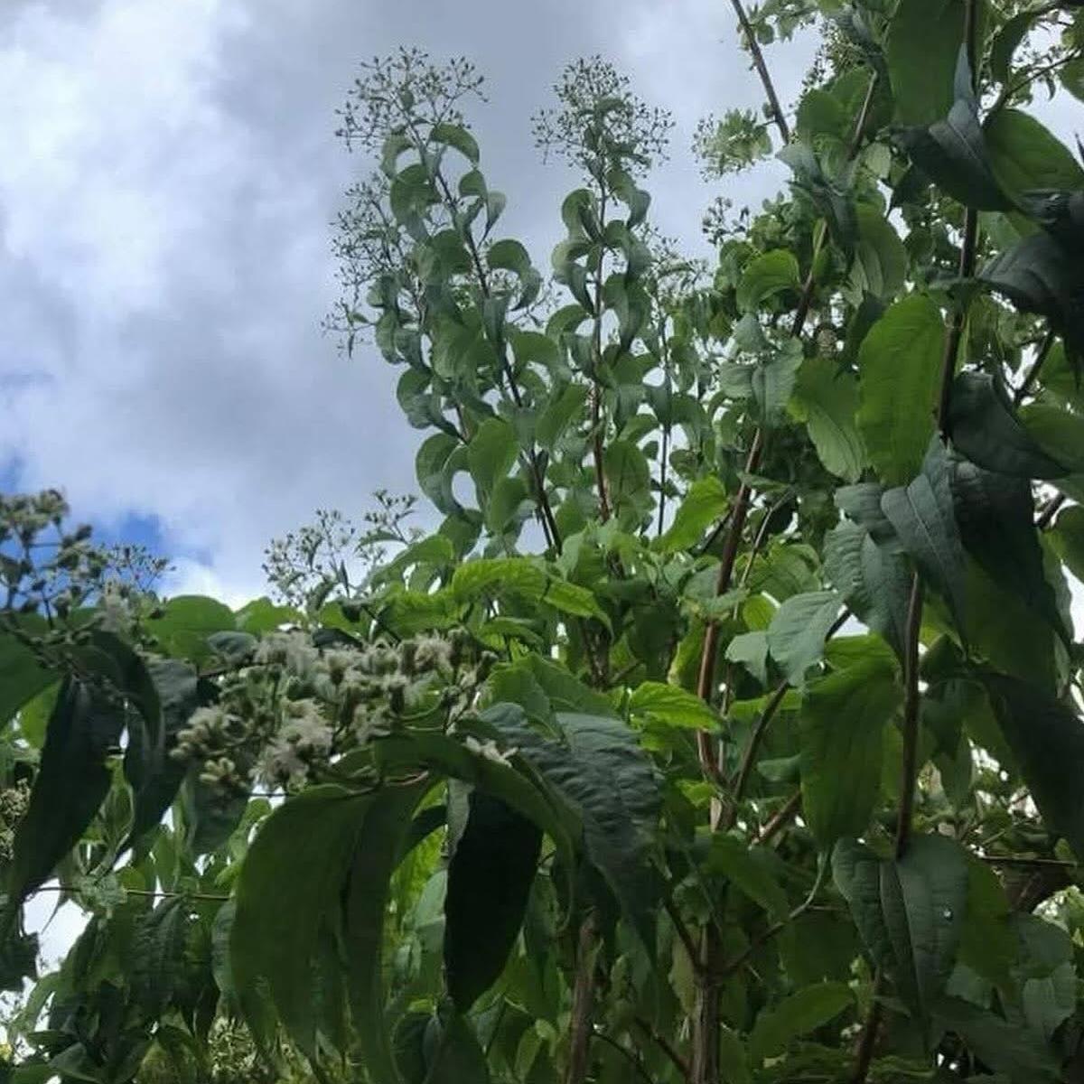 Heptacodium miconioides