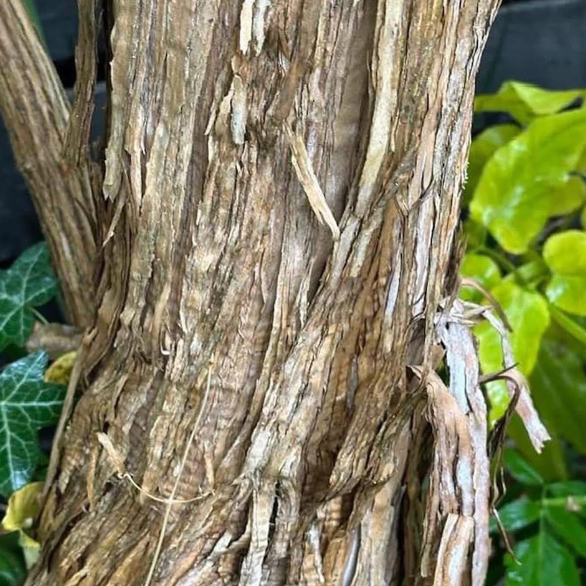 Heptacodium miconioides