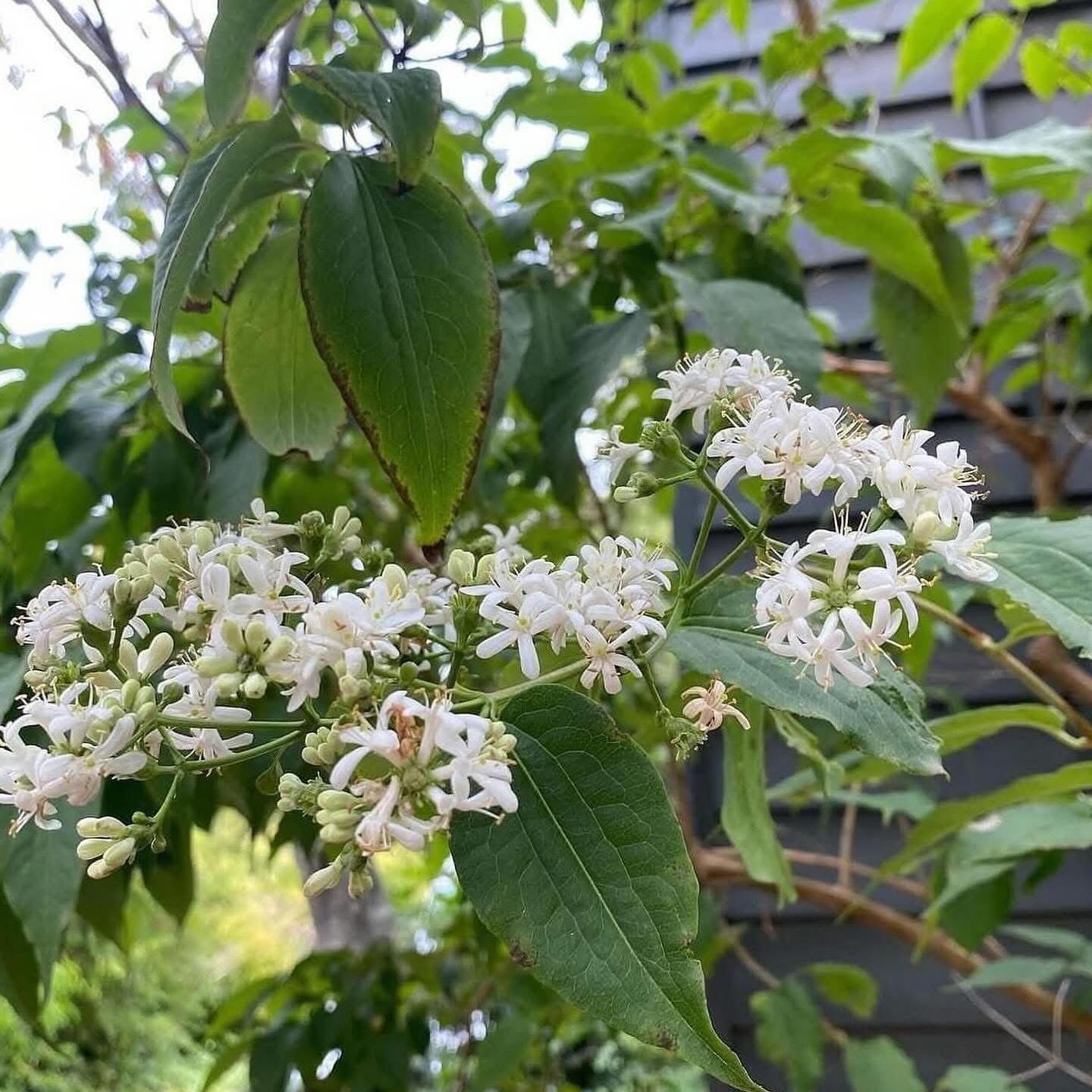 Heptacodium miconioides