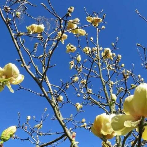 Magnolia soulangeana Honey Tulip