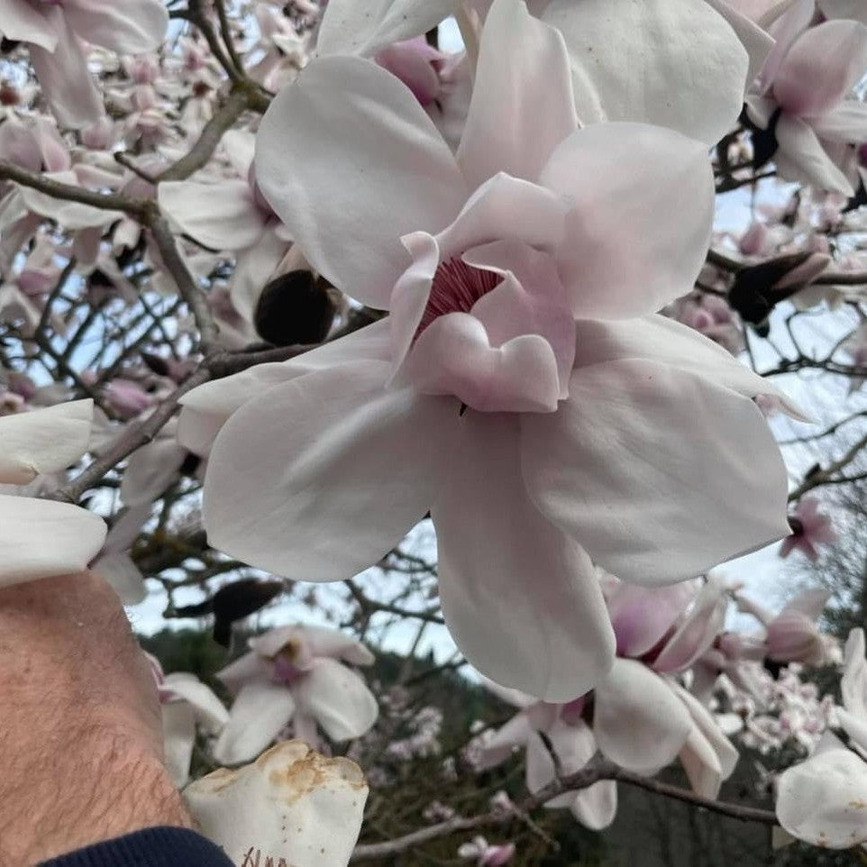 Magnolia campbellii 'Charles Raffill