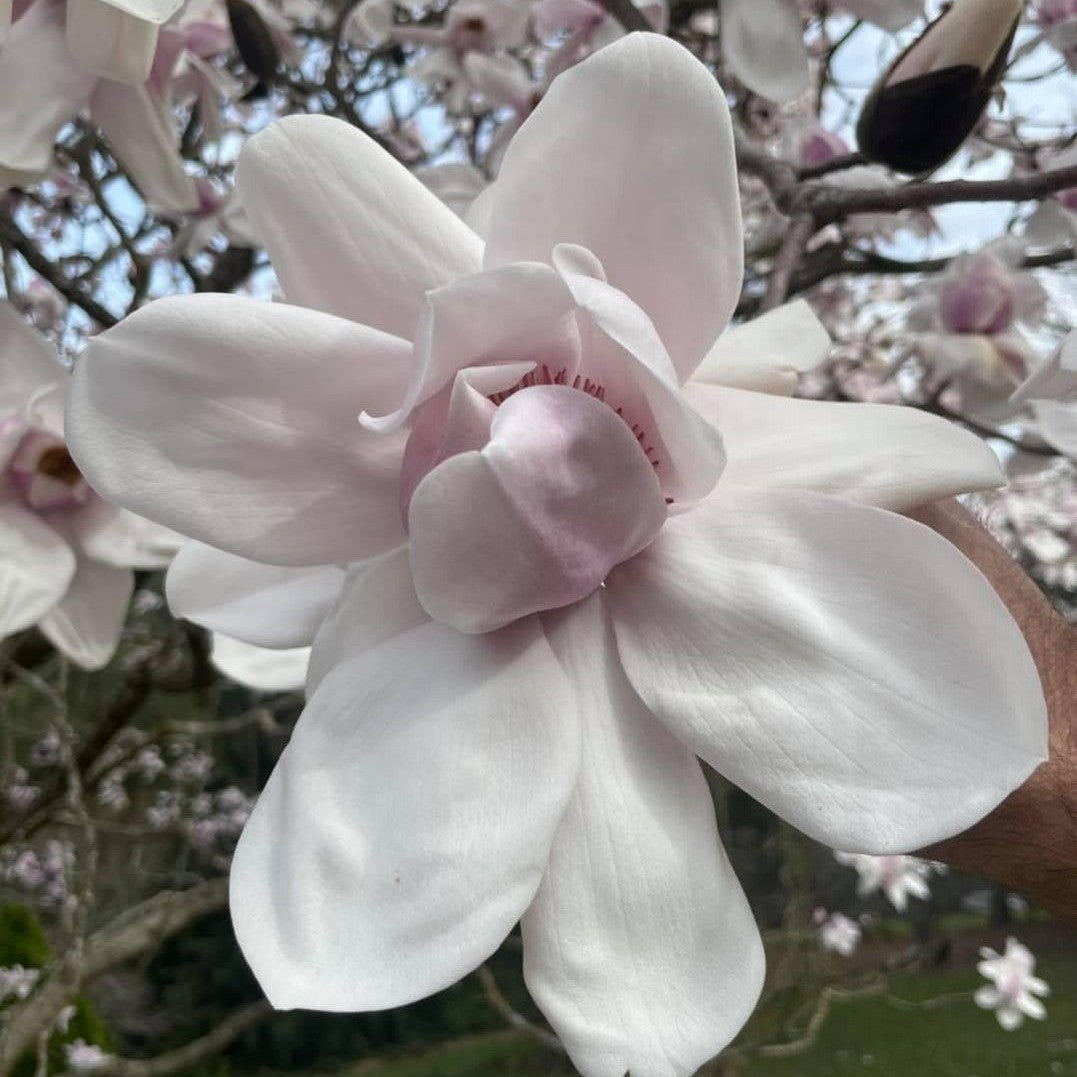 Magnolia campbellii 'Charles Raffill