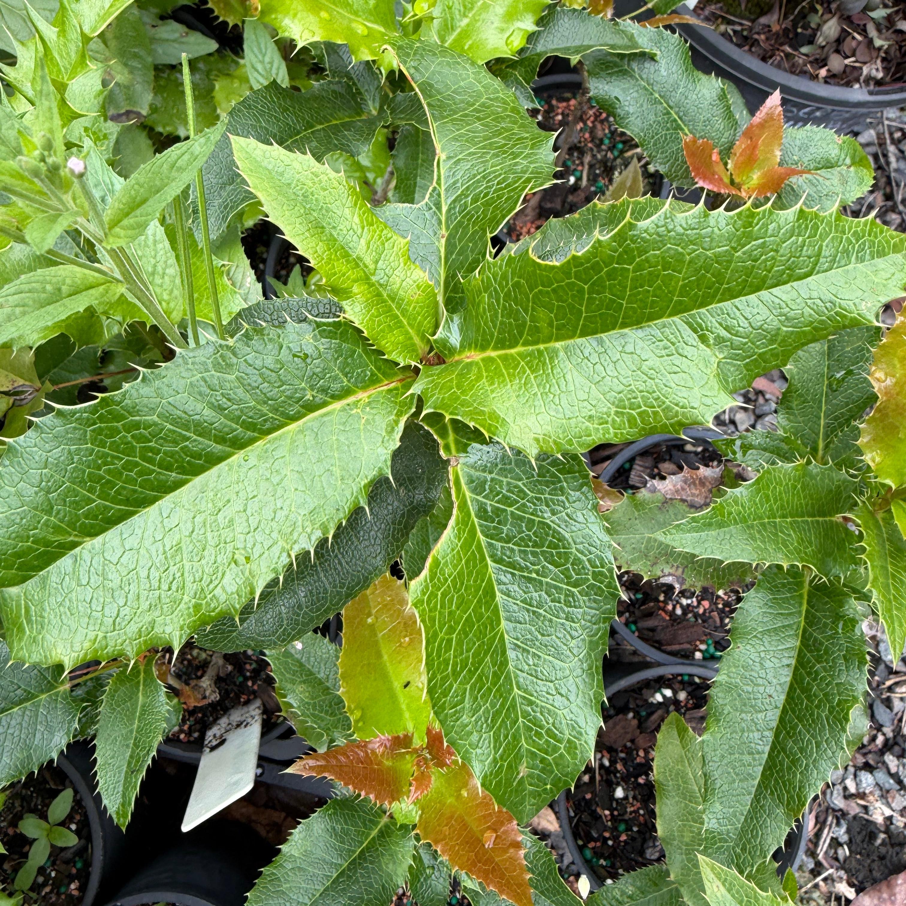 Close-up of green leaves with a blurred background