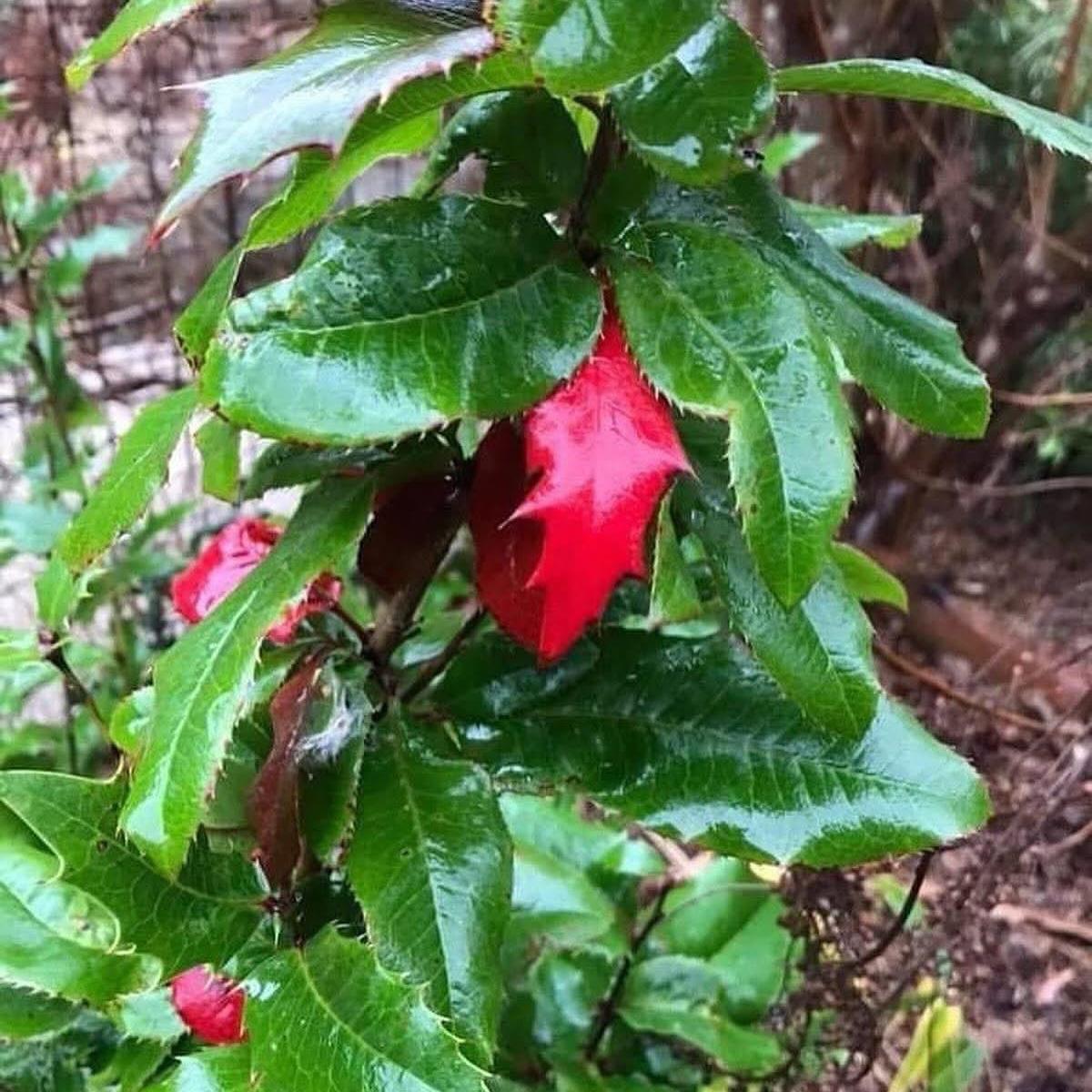 Mahoberberis aquisargentii