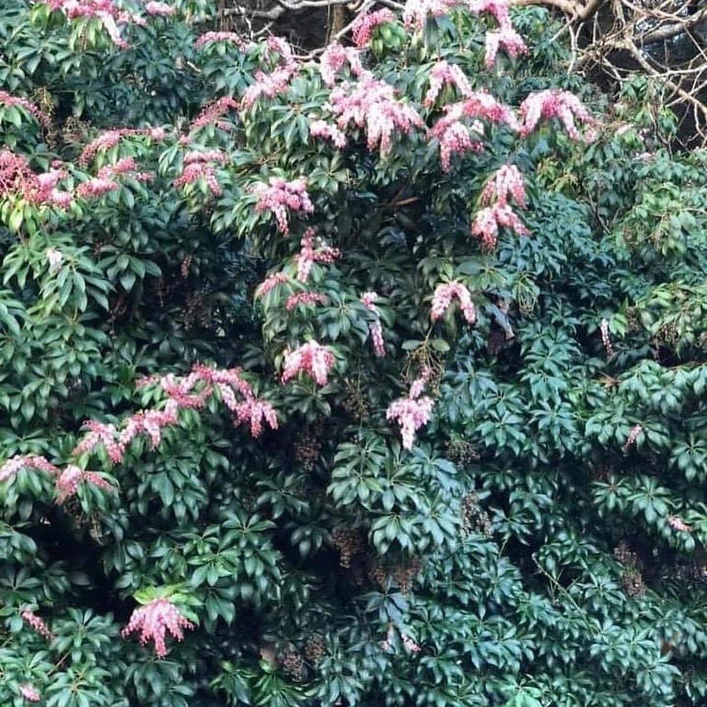 Pieris japonica Christmas Cheer 2