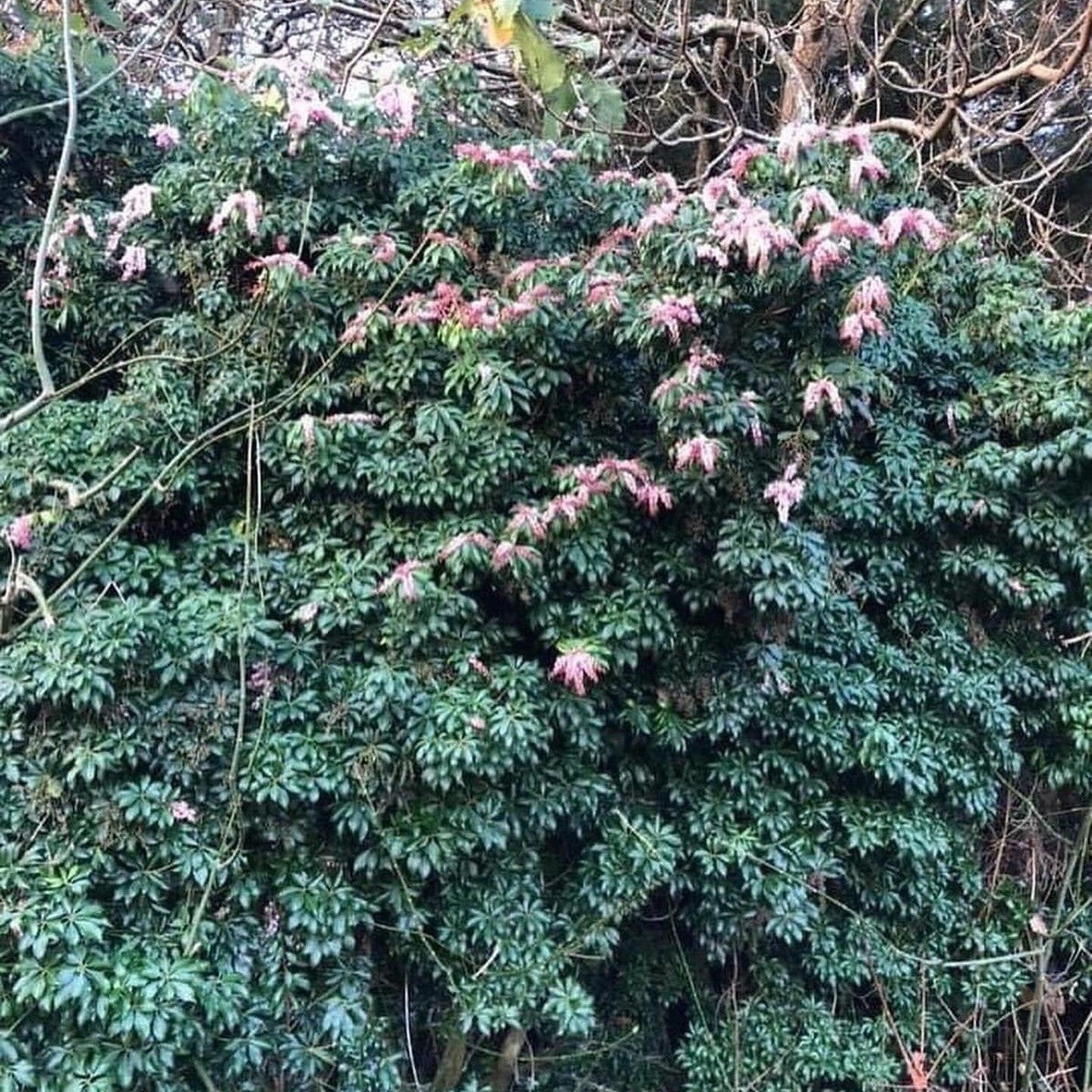 Pieris japonica Christmas Cheer 3