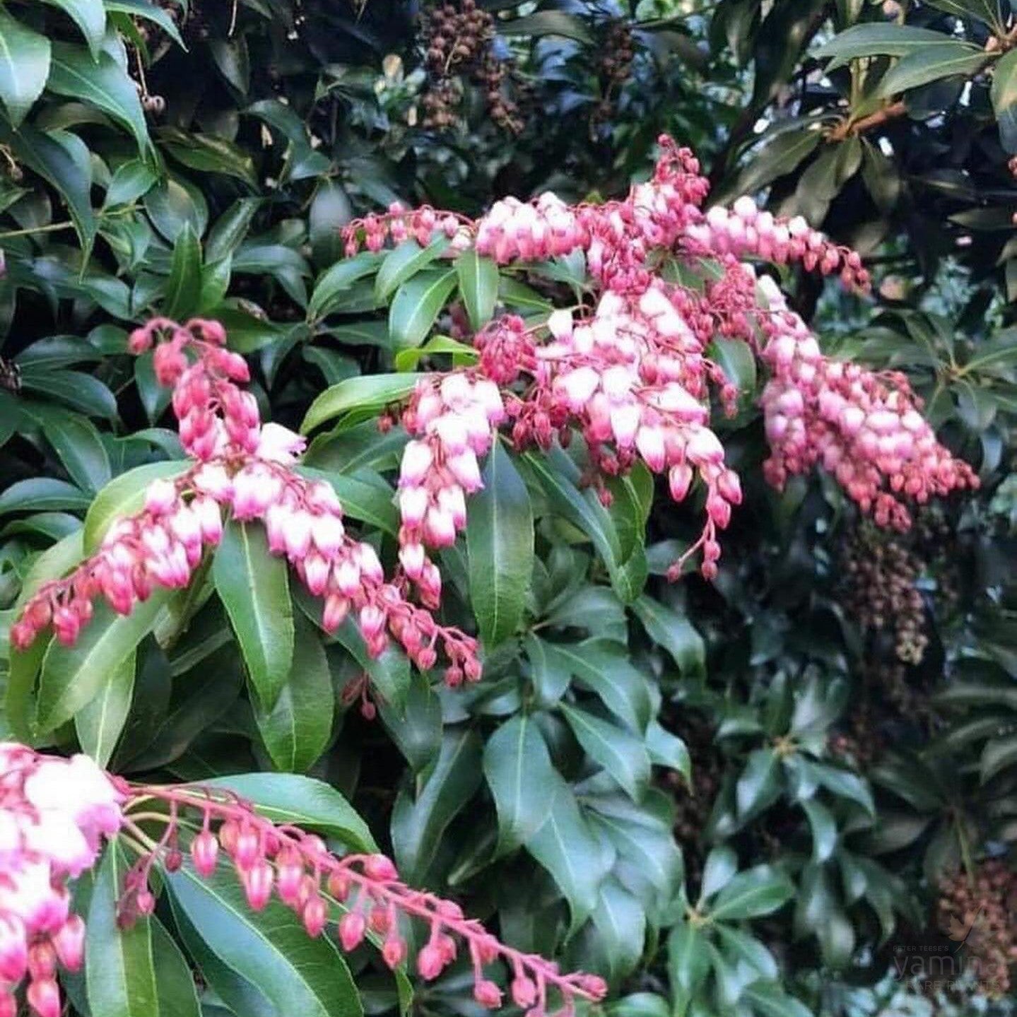 Pieris japonica Christmas Cheer 4