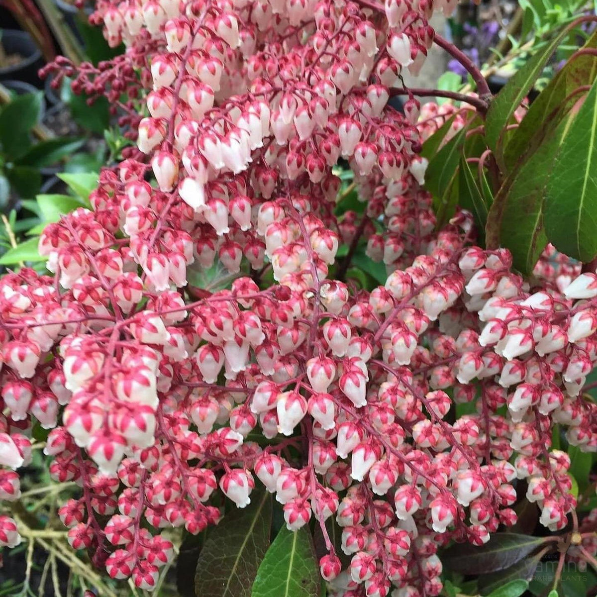 Peiris Pieris japonica Dorothy Wycoff