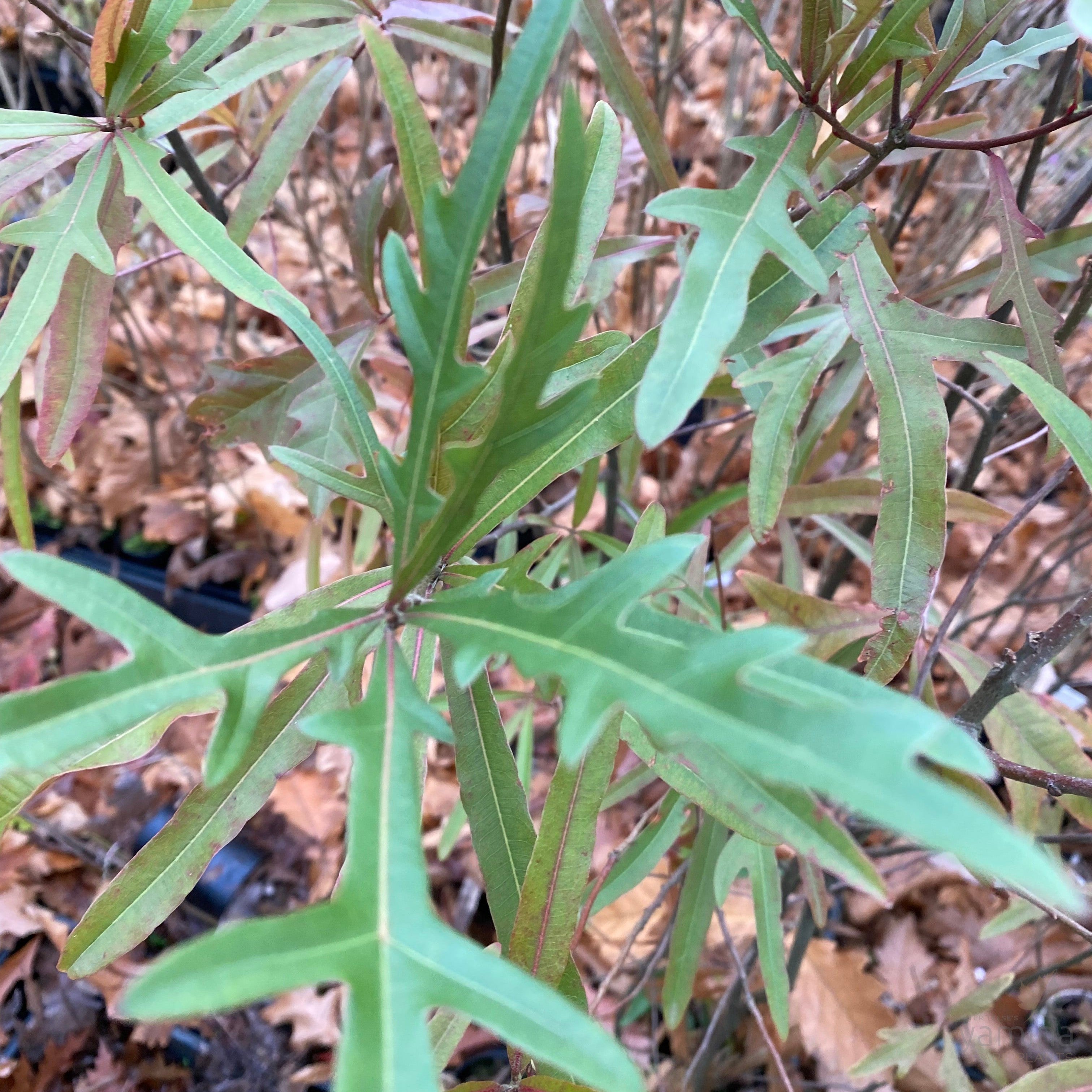 Quercus nigra-1