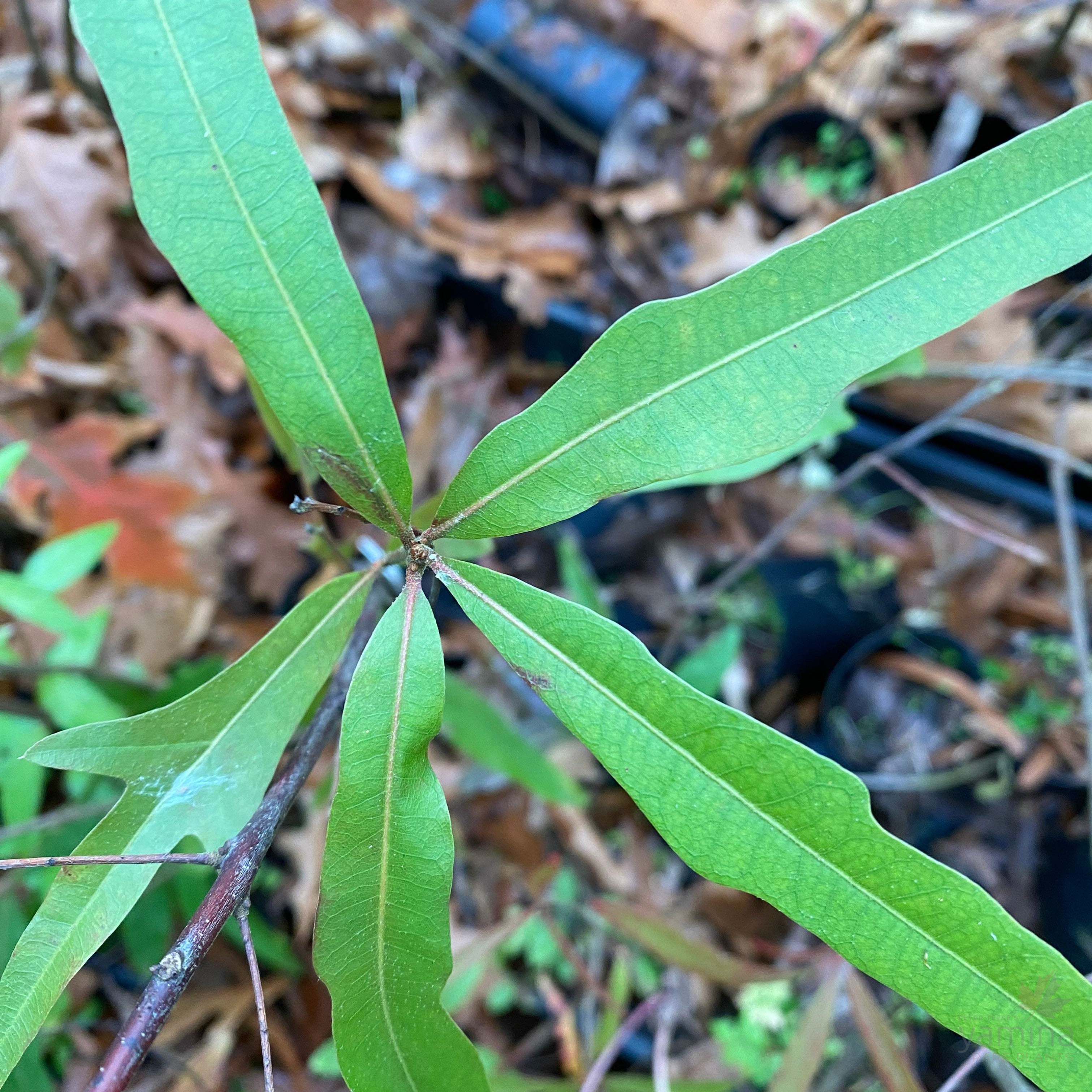Quercus nigra-2