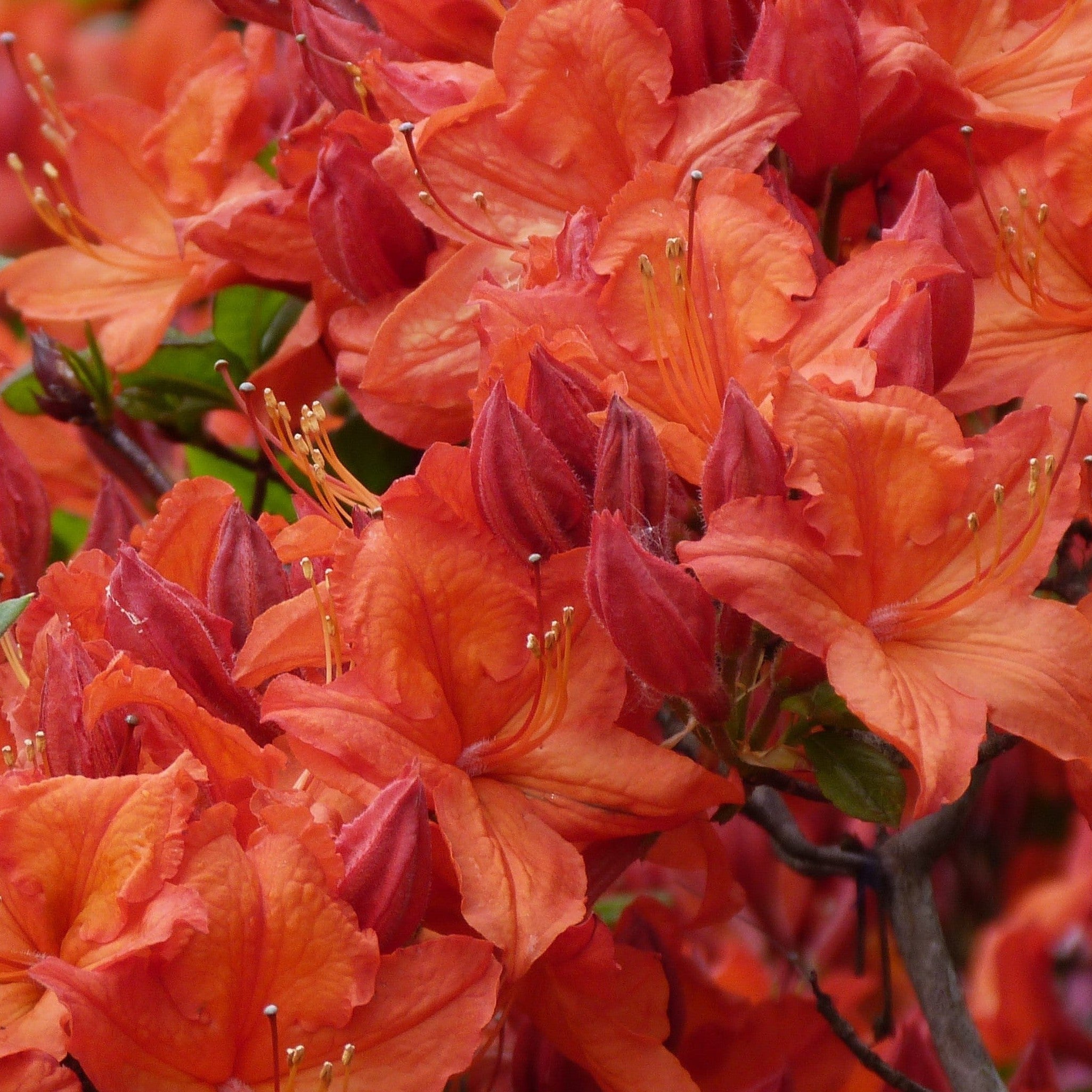 Rhododendron 'Gibraltar' 1