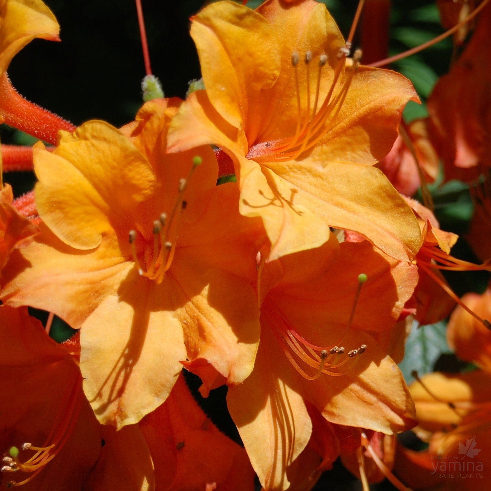 Rhododendron 'Golden Eagle'