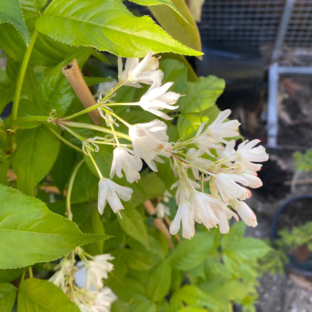 Staphylea holocarpa