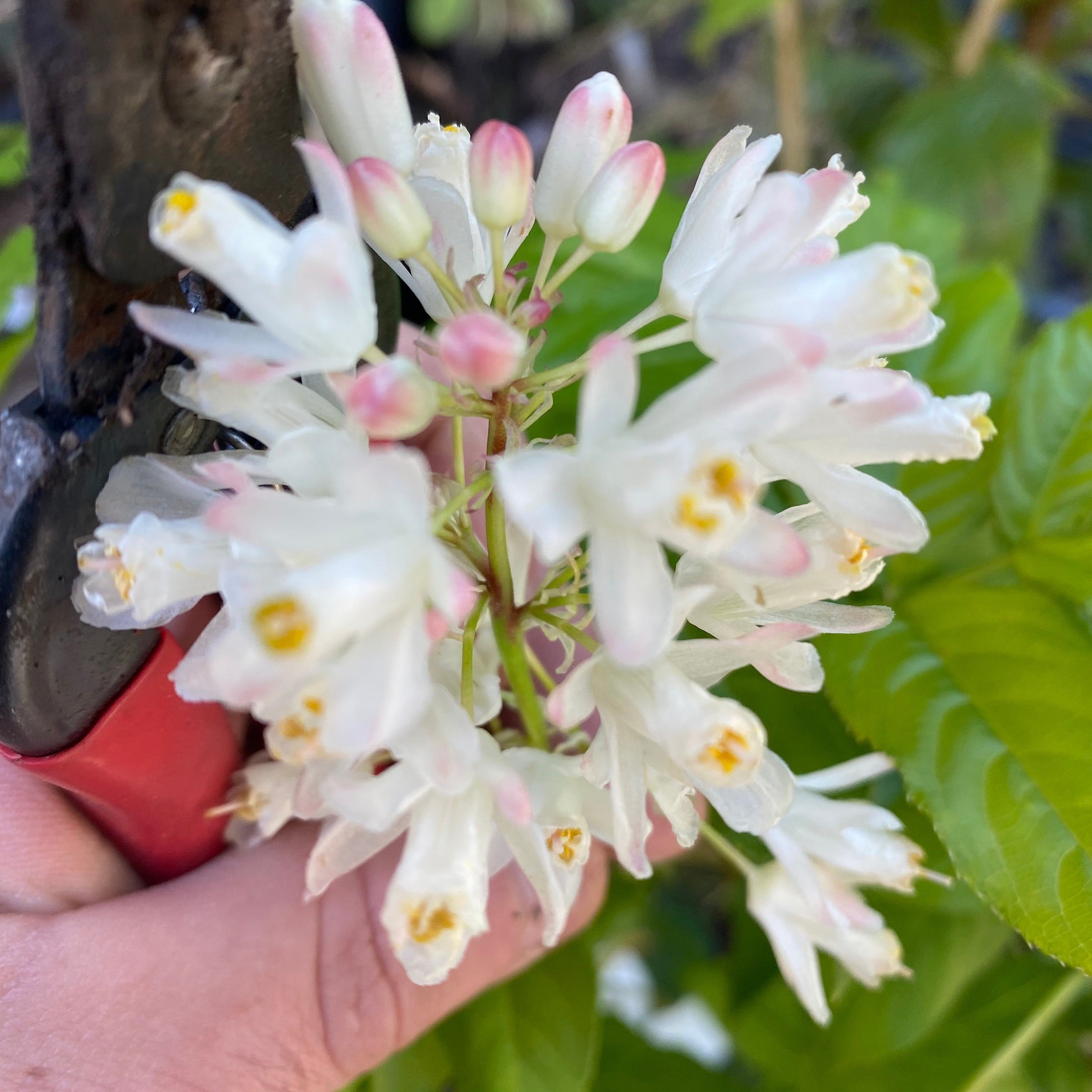 Staphylea holocarpa-5