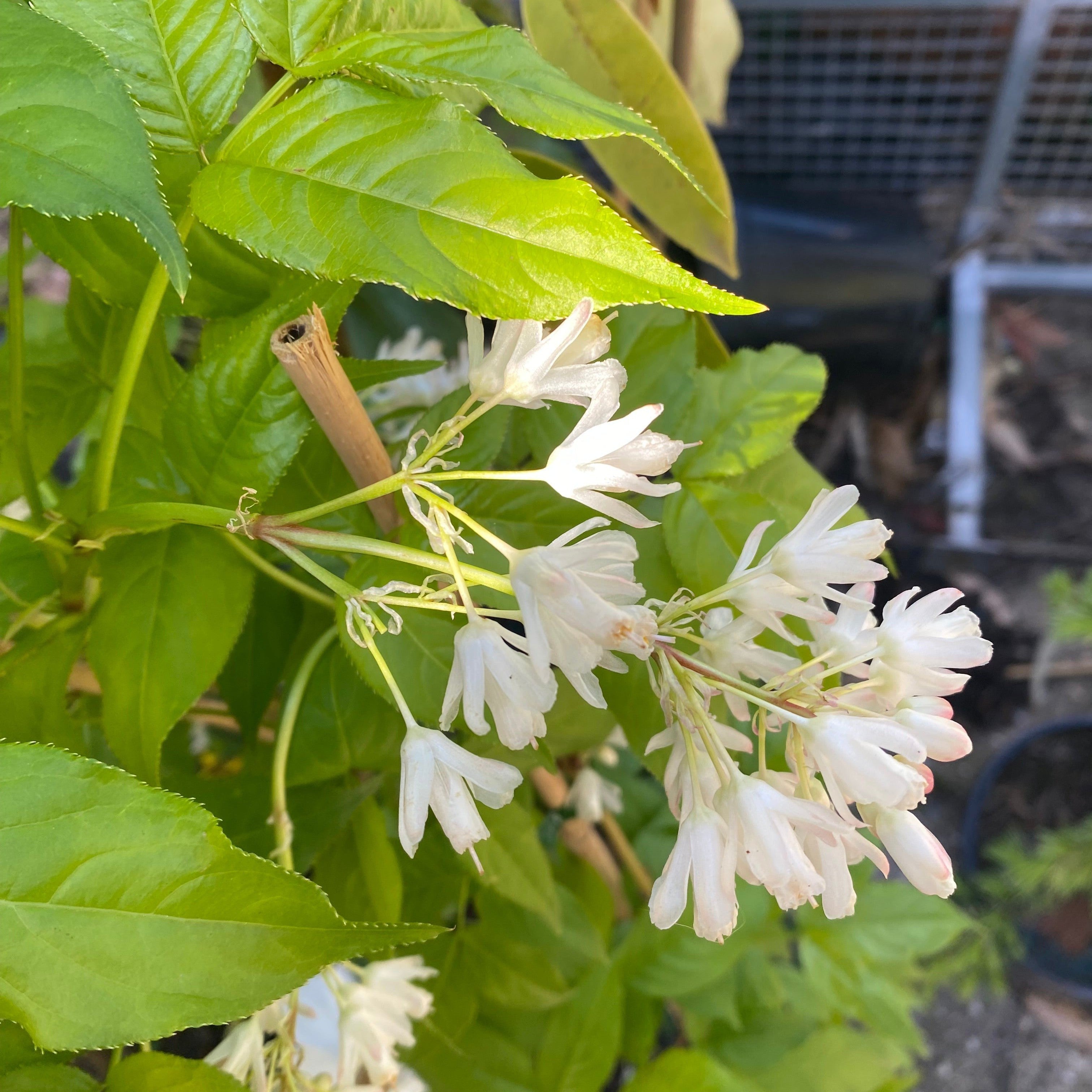 Staphylea holocarpa-7