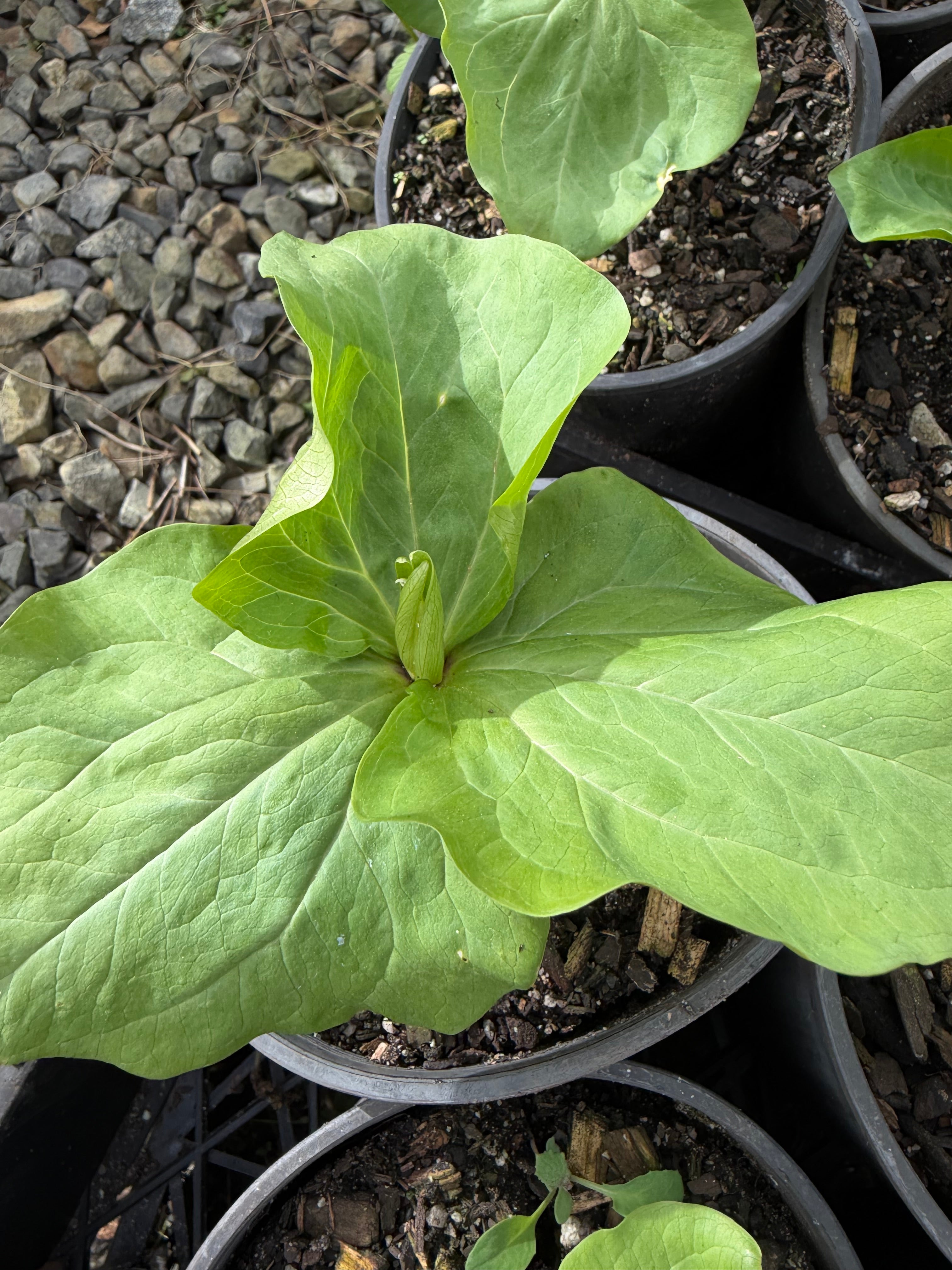 Trillium chloropetalum
