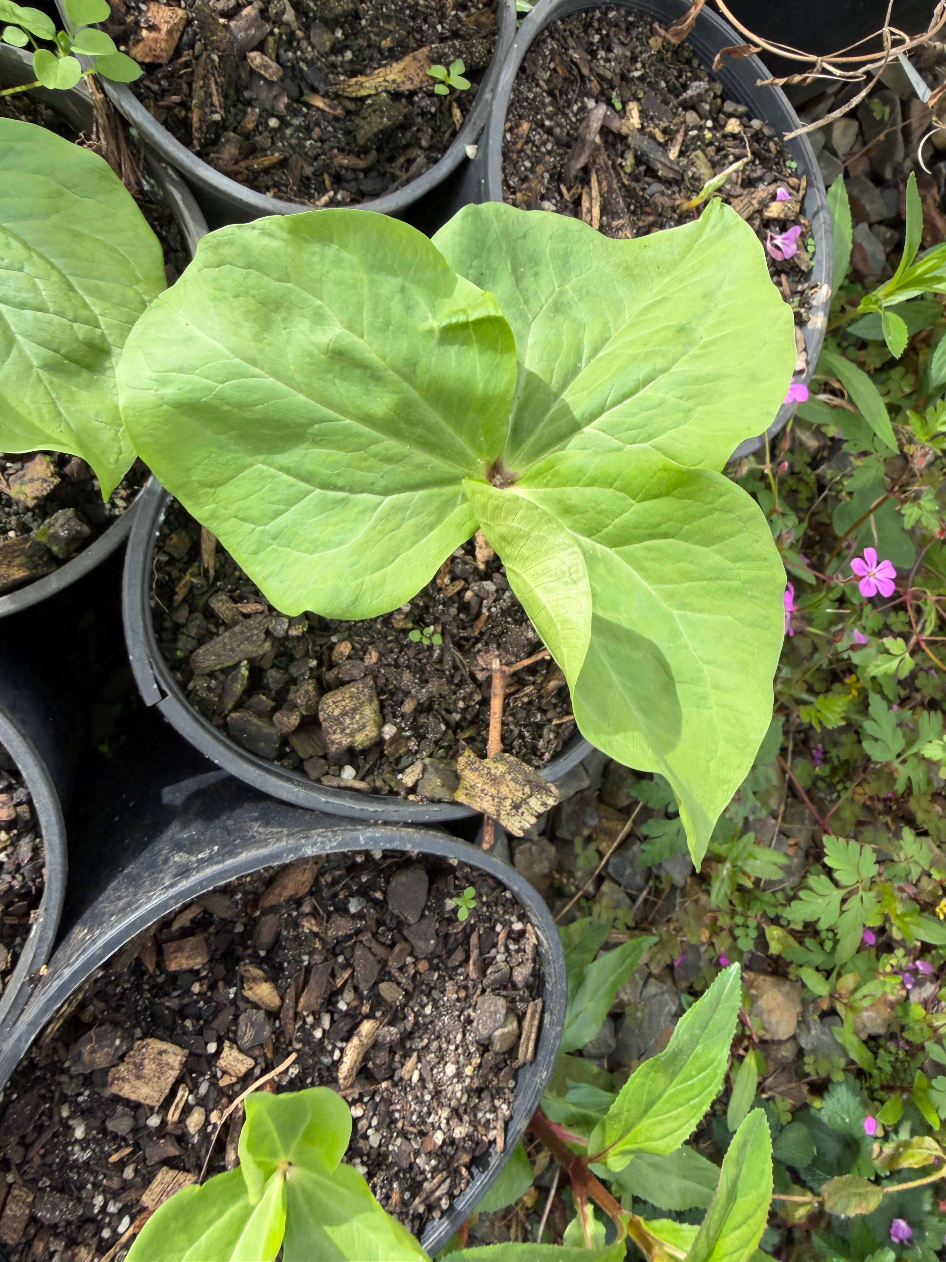 Trillium chloropetalum