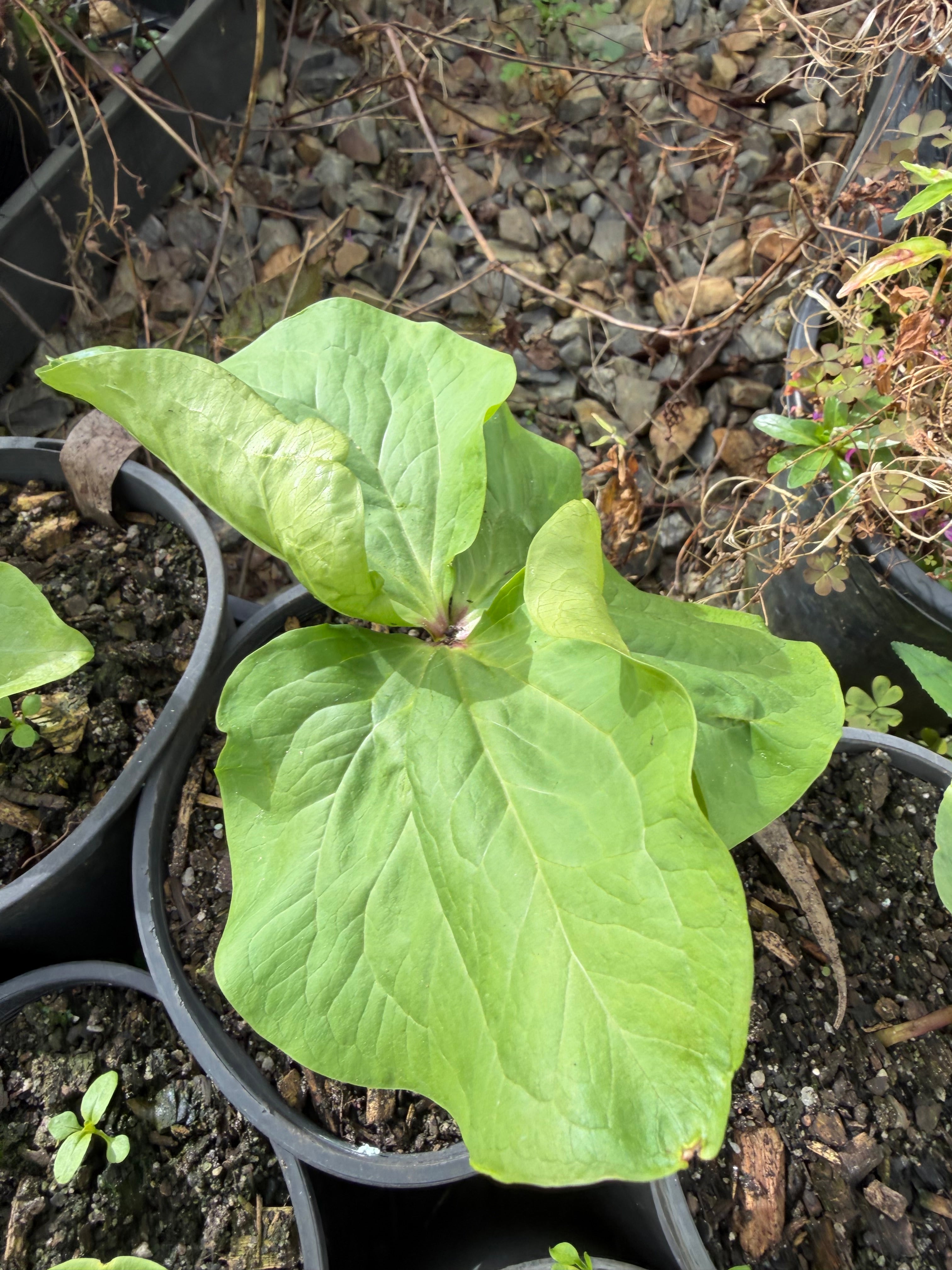 Trillium chloropetalum