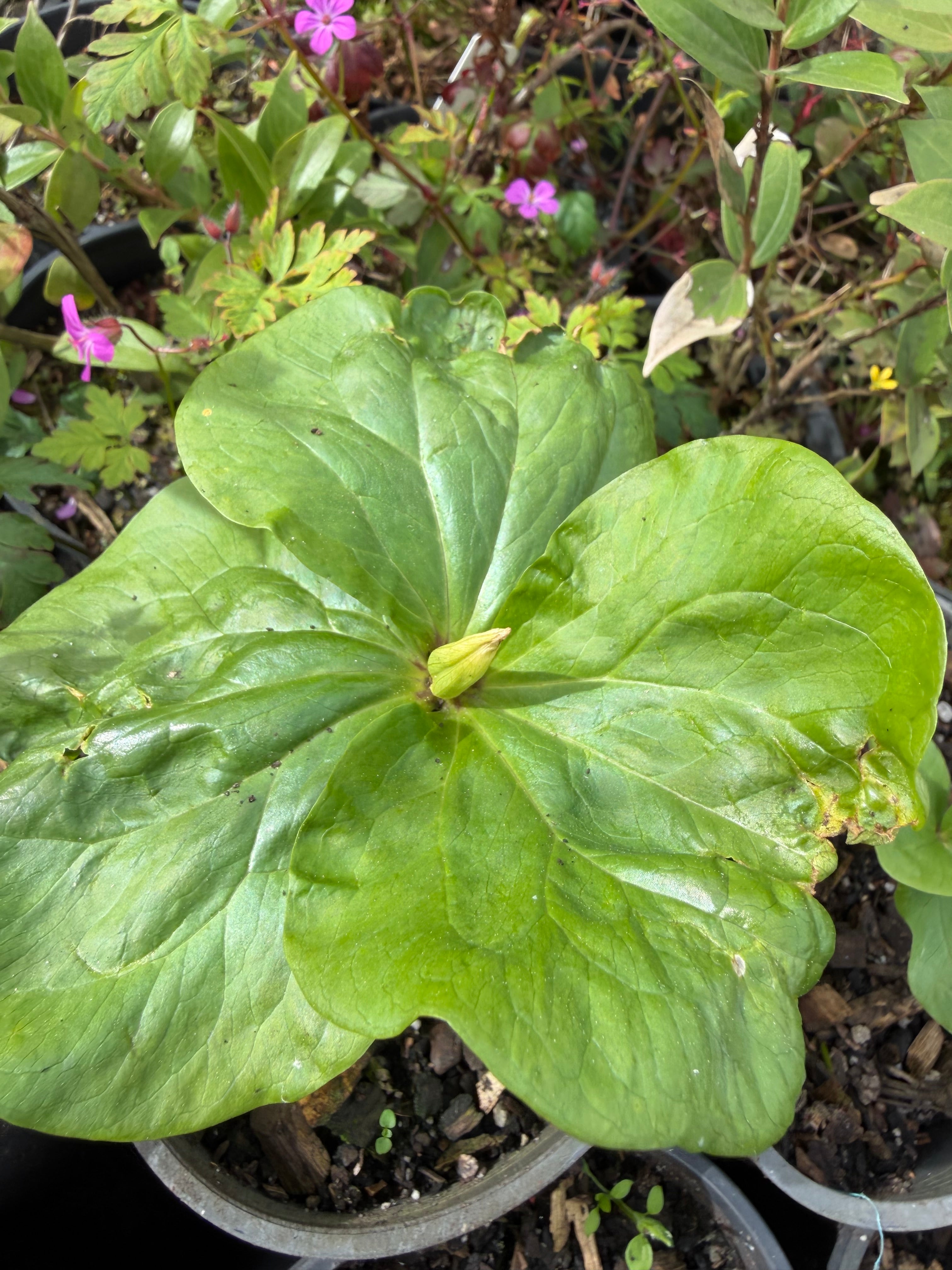 Trillium chloropetalum