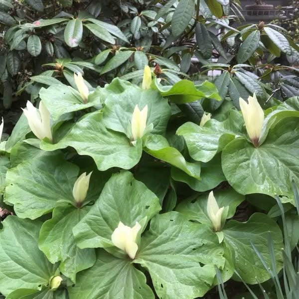 A close-up of a green leafy plant with several pale cream flowers blooming among broad green leaves, photographed outdoors in front of dense foliage.