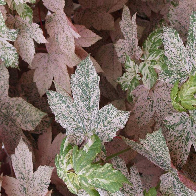 Acer pseudoplantanus 'Esk Sunset' 4