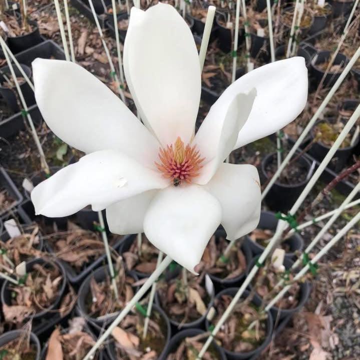 Magnolia × veitchii 'Columbus'