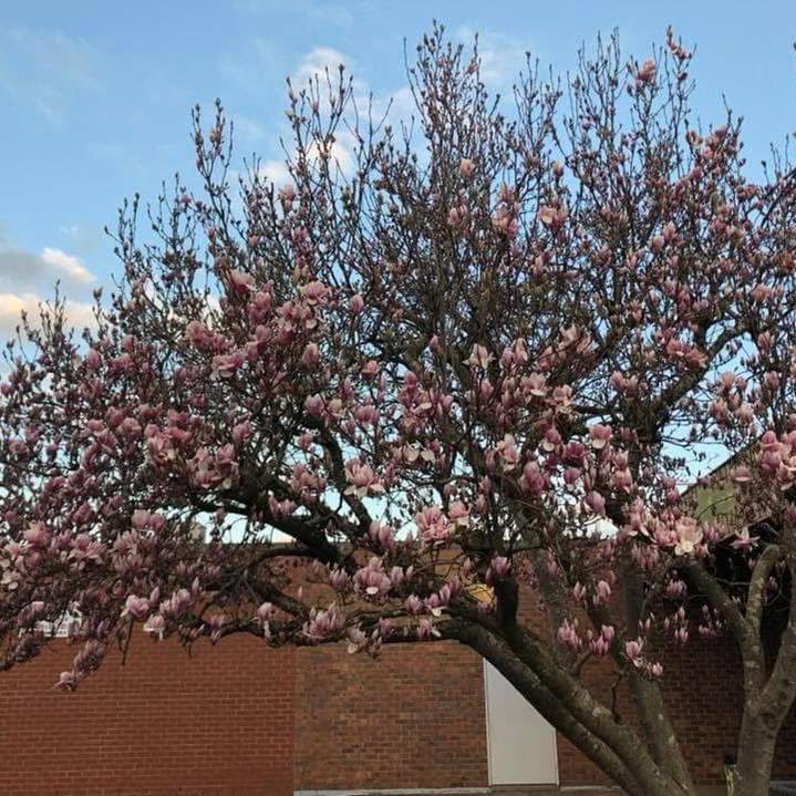 Magnolia x soulangeana Pink