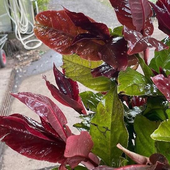 Camellia amplexicaulis 1