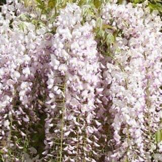 Wisteria floribunda Domino