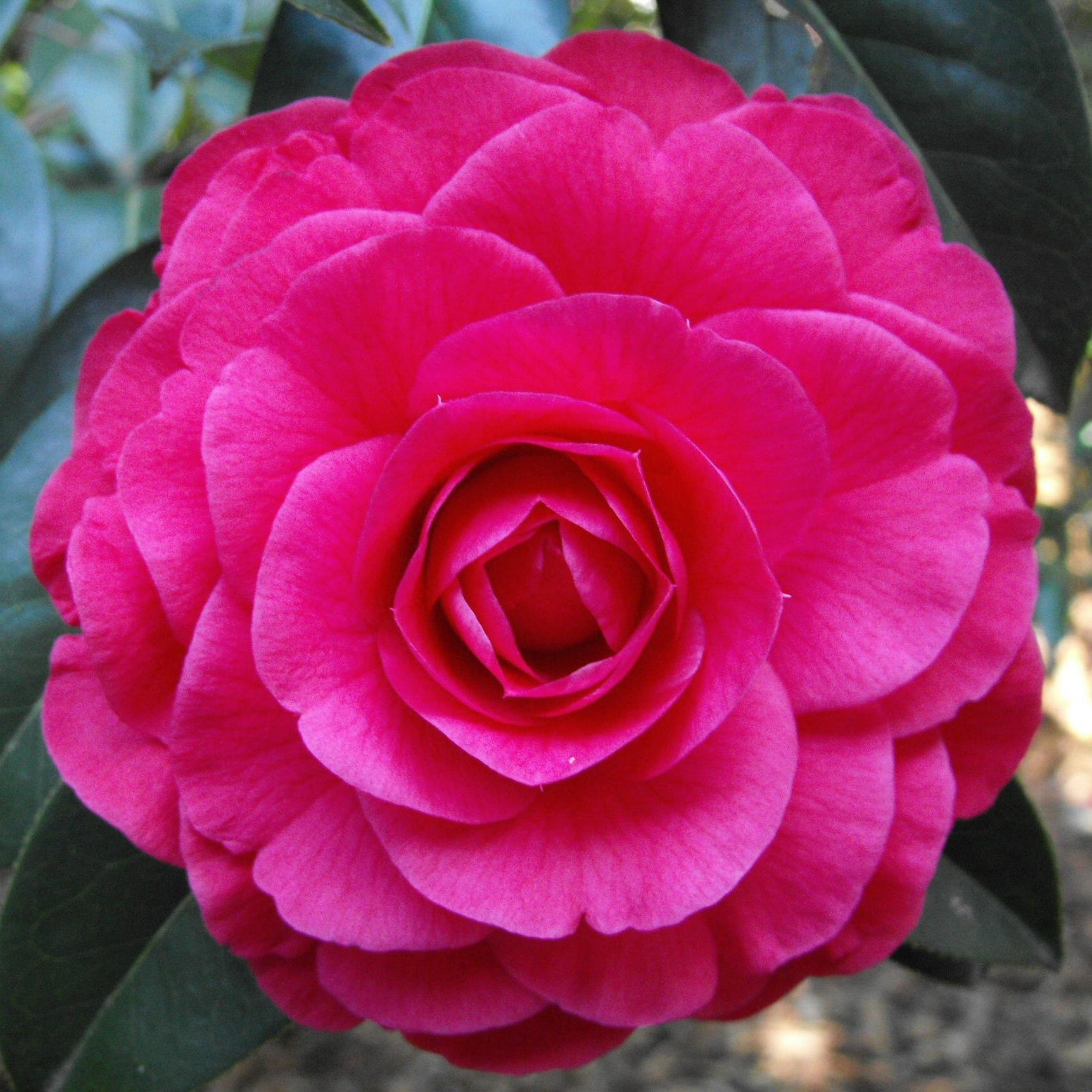 MISS REBECCA. LGE.RET.HYBD.2009