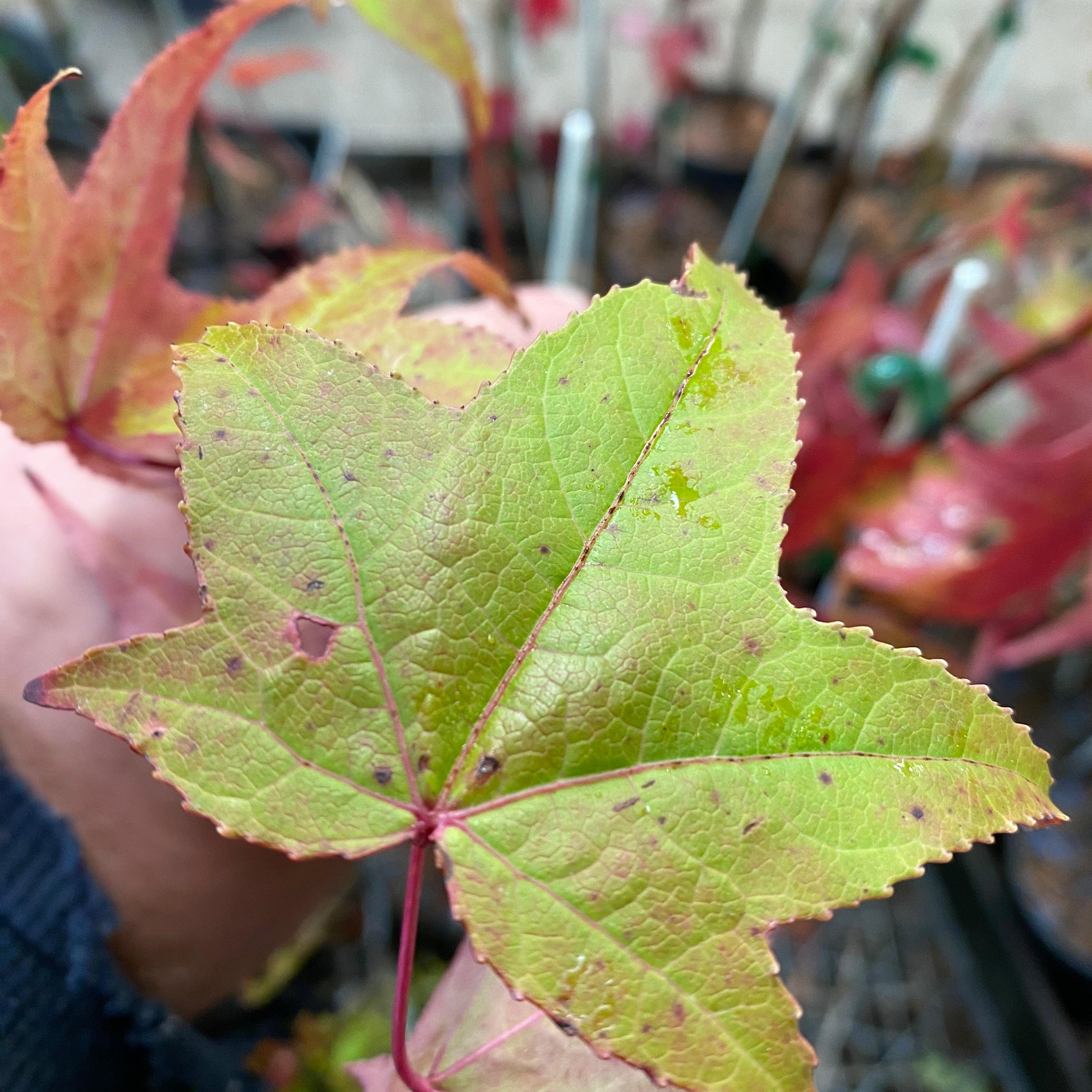 Liquidambar styraciflua Mexico Flame