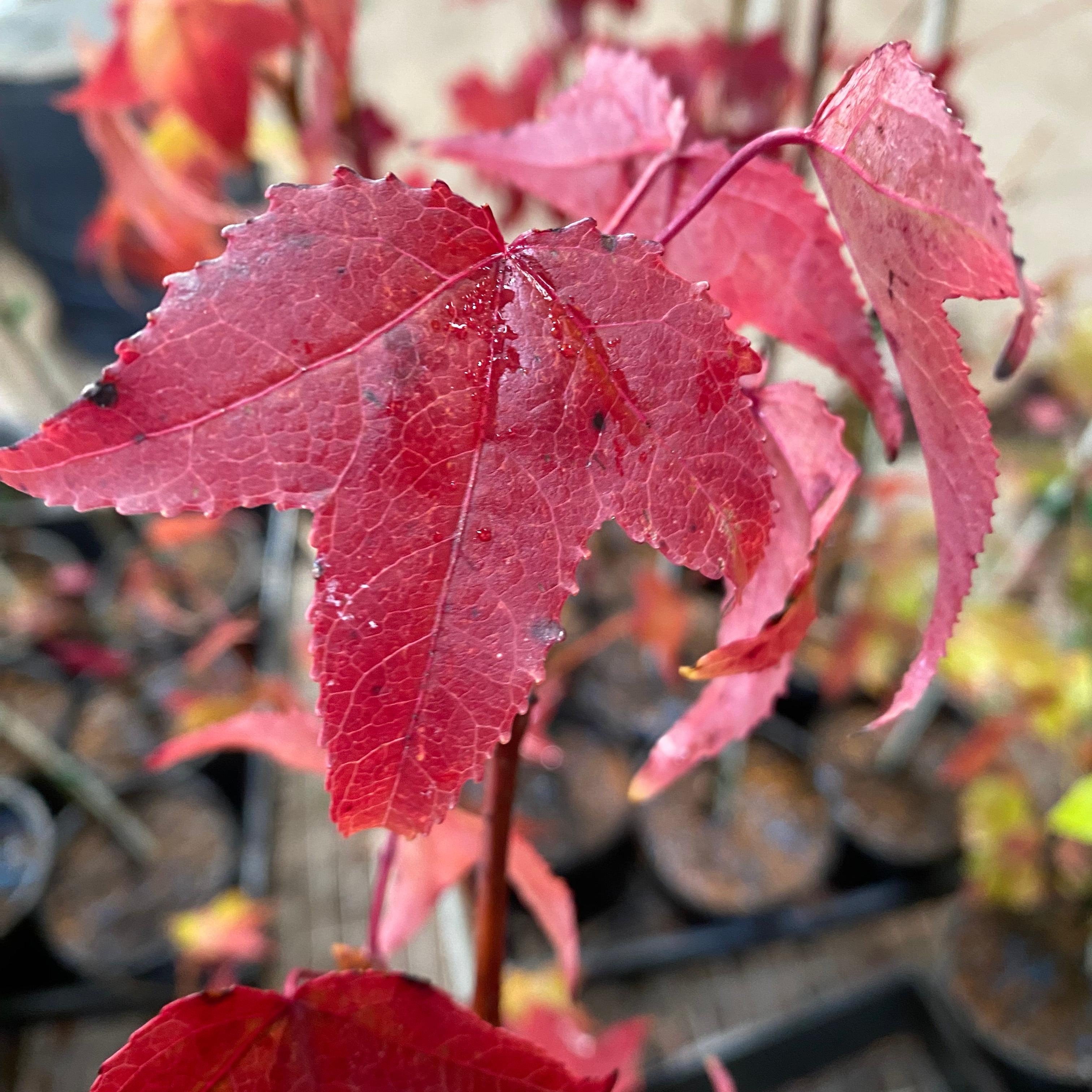 Liquidambar styraciflua Mexico Flame