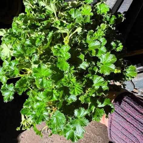 Gunnera magellanica 1