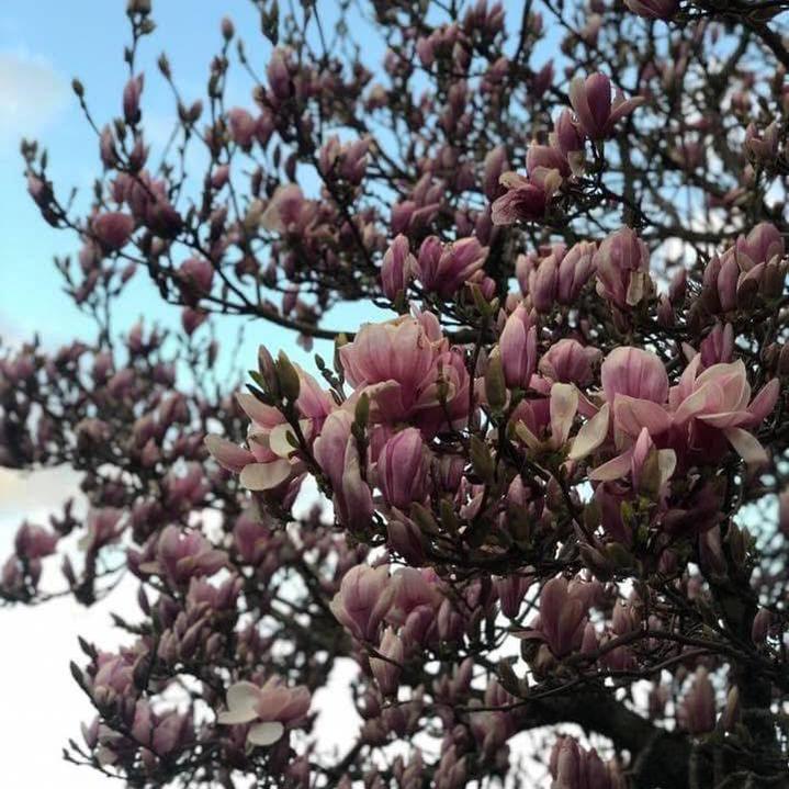 Magnolia x soulangeana Pink