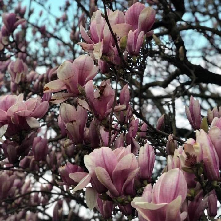 Magnolia x soulangeana Pink