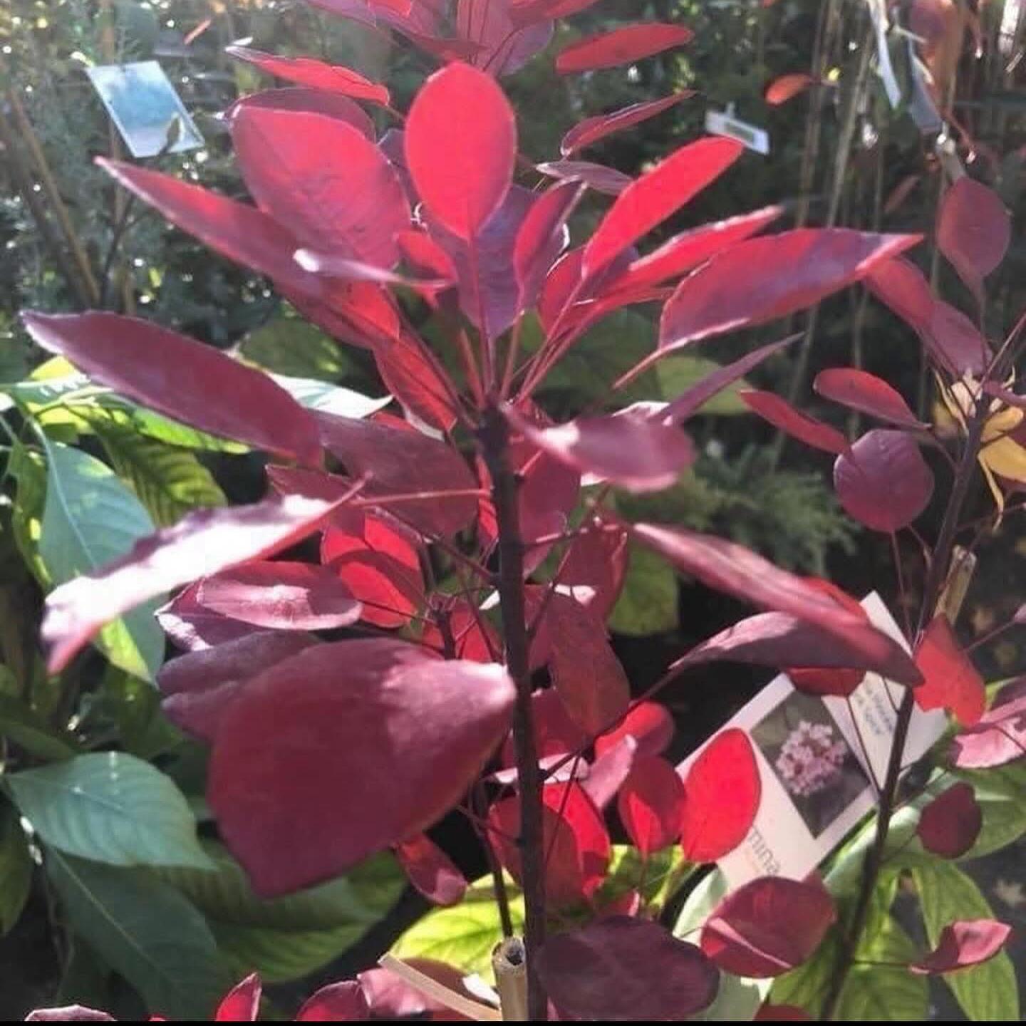 Cotinus Coggygria Dusky Maiden 2