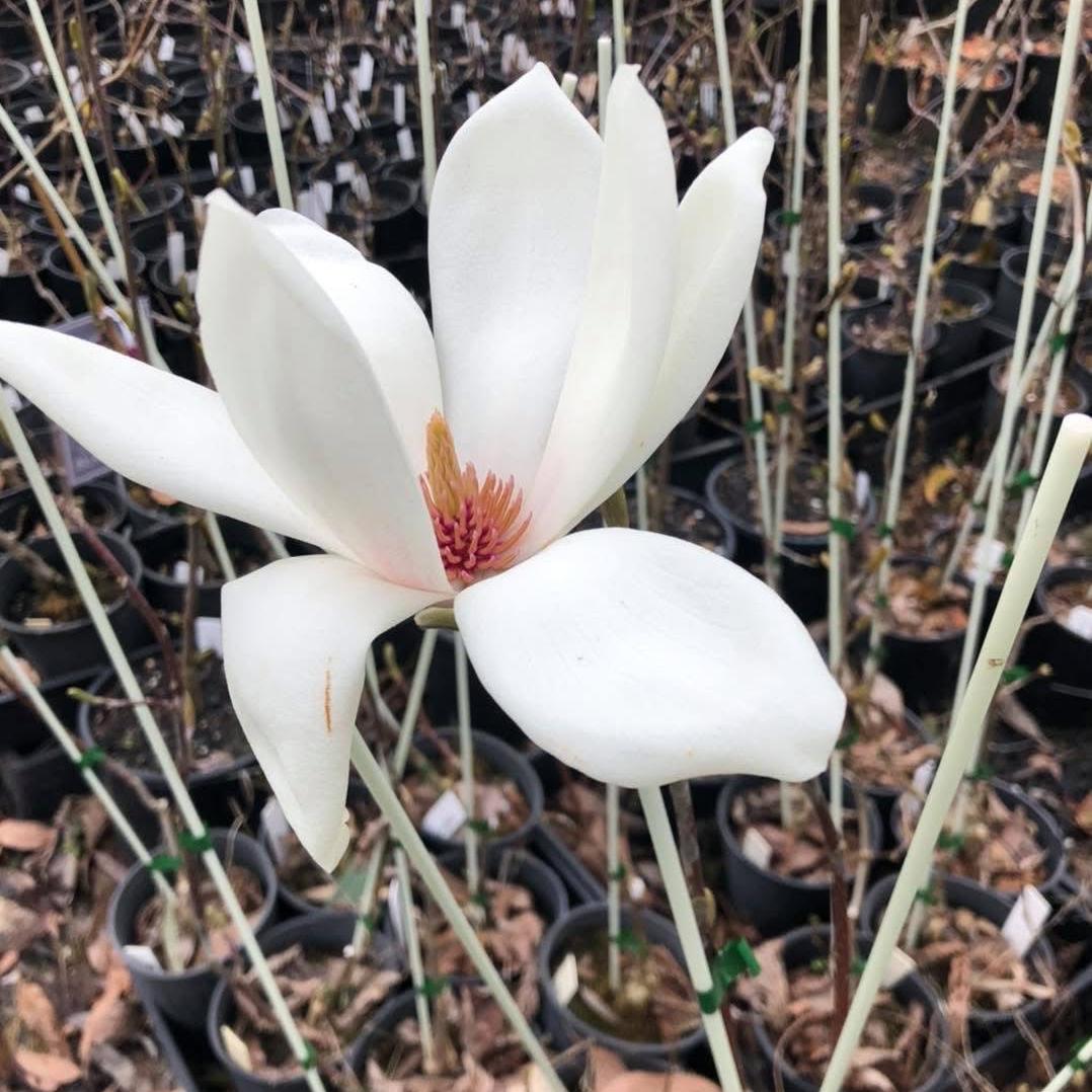 Magnolia × veitchii 'Columbus'