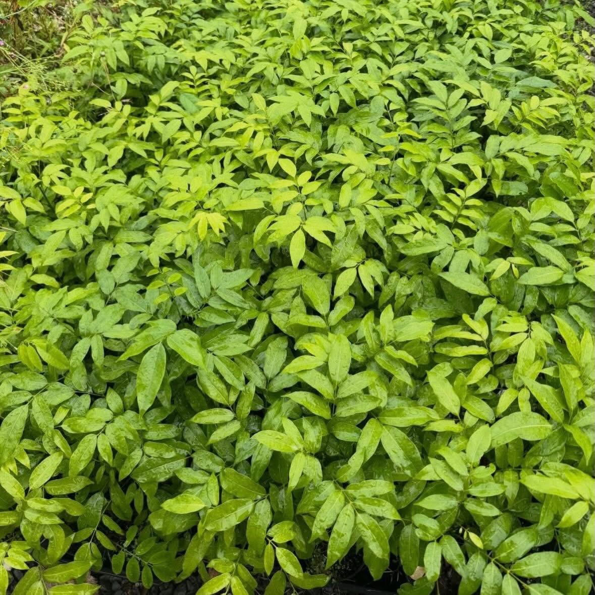 Castanospermum australe 1