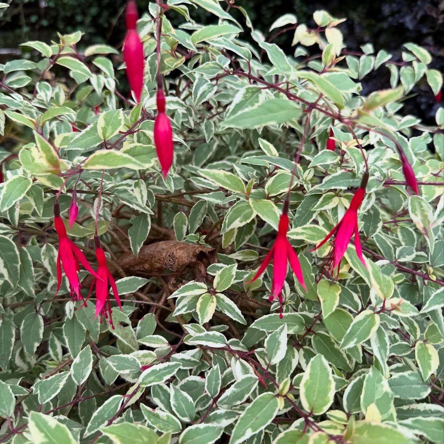 fuchsia magellanica variegata Fuchsia magellanica 'Variegata'