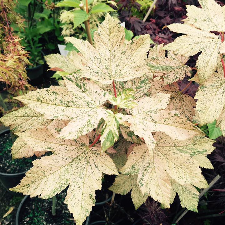 Acer pseudoplantanus 'Esk Sunset' 2
