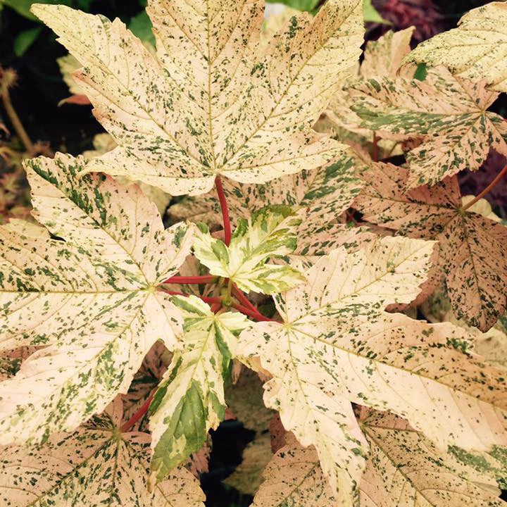 Acer pseudoplantanus 'Esk Sunset' 3