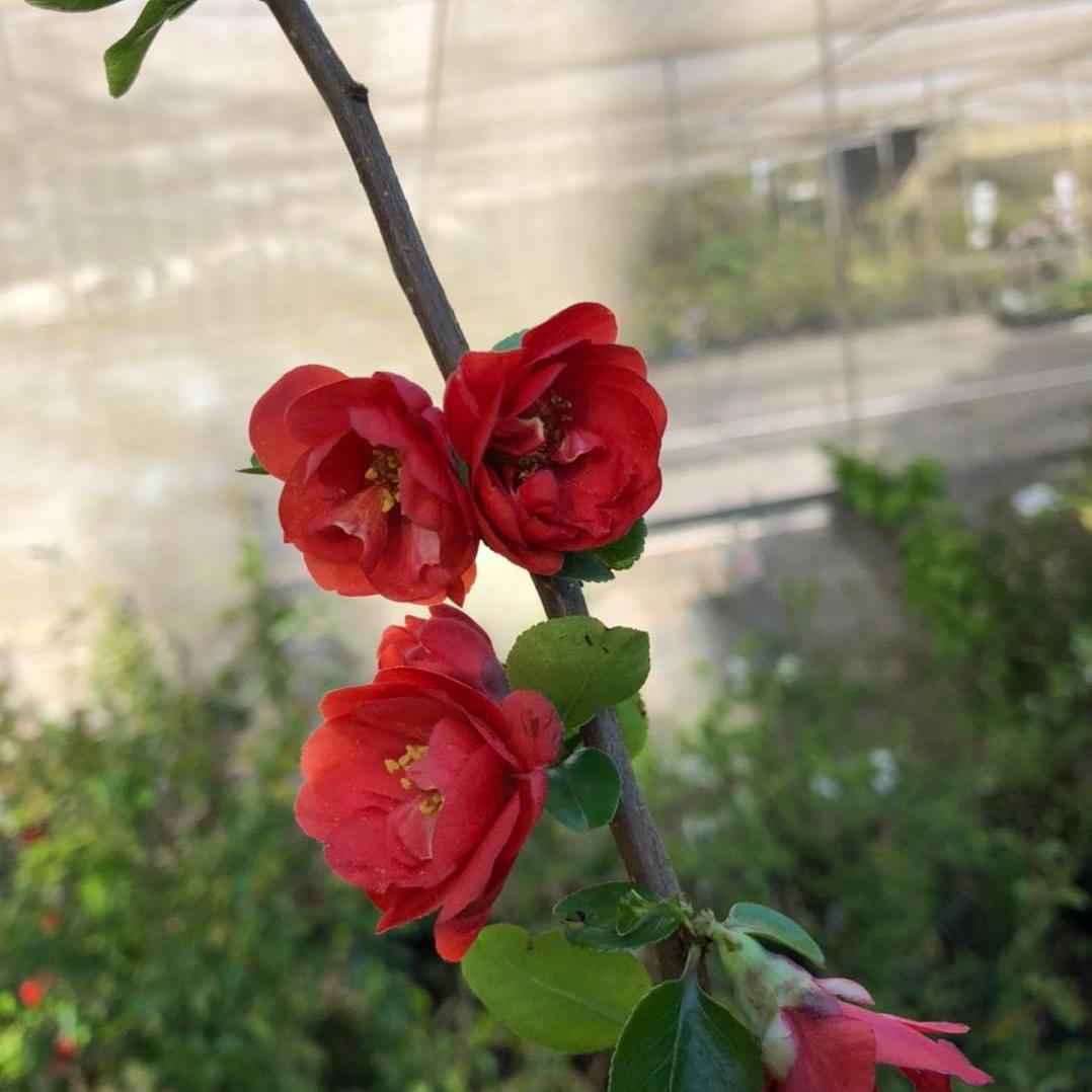 Chaenomeles × superba Columbia 2