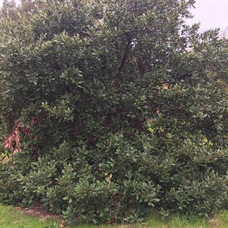 Quercus rugosa 2