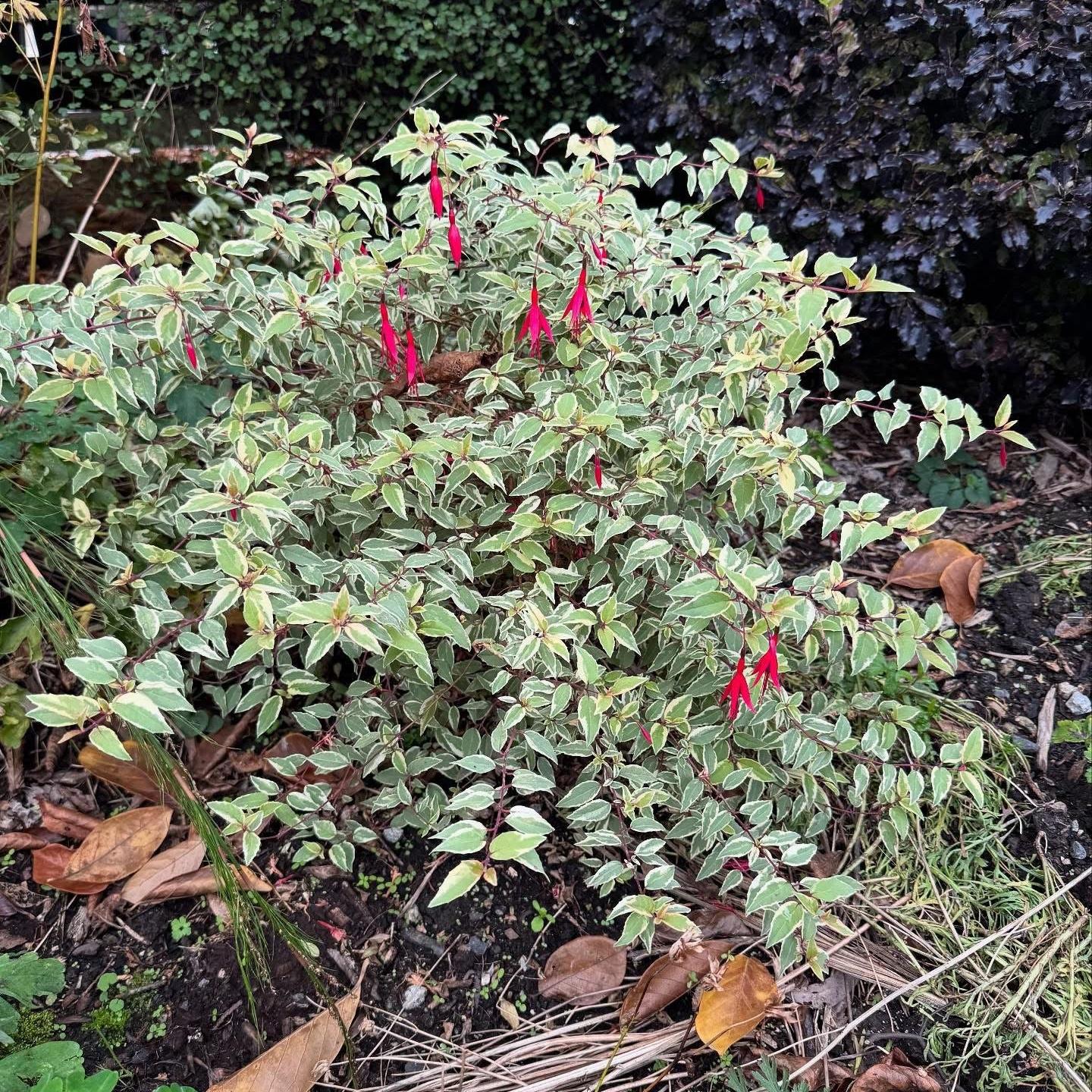 Fuchsia magellanica 'Variegata'