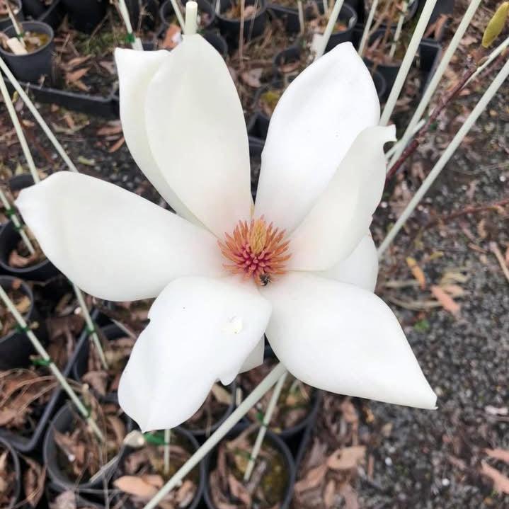 Magnolia × veitchii 'Columbus'
